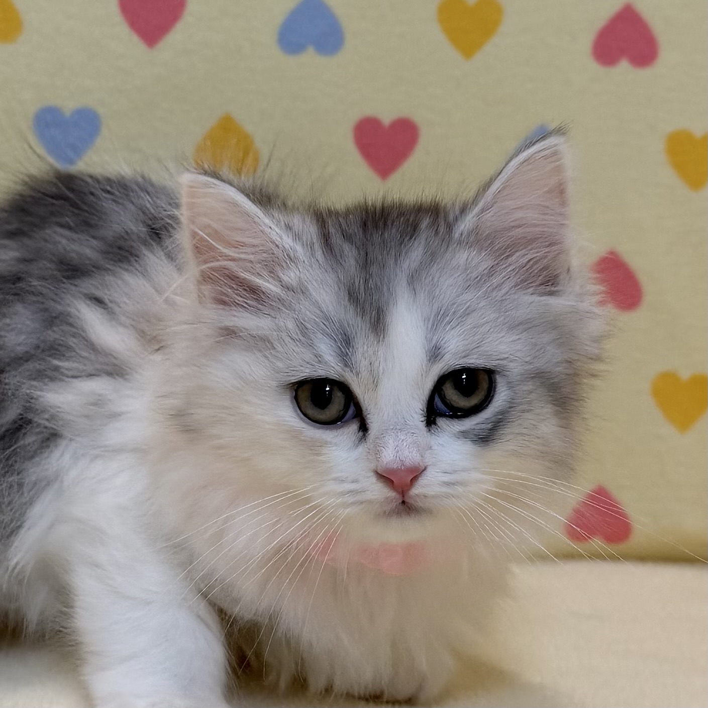 スコティッシュ・フォールド | ペットフォレスト