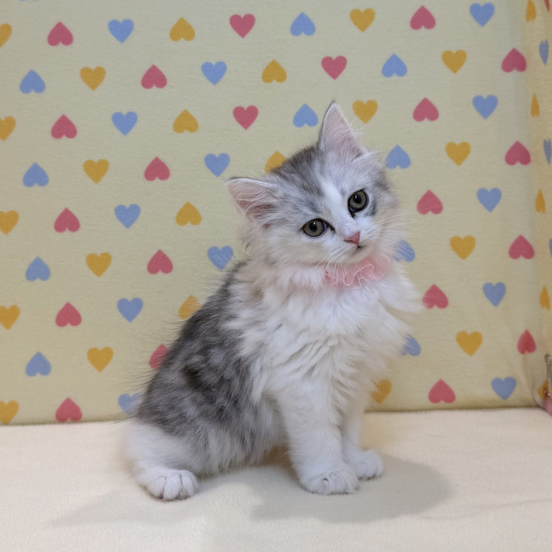 スコティッシュ・フォールド | ペットフォレスト