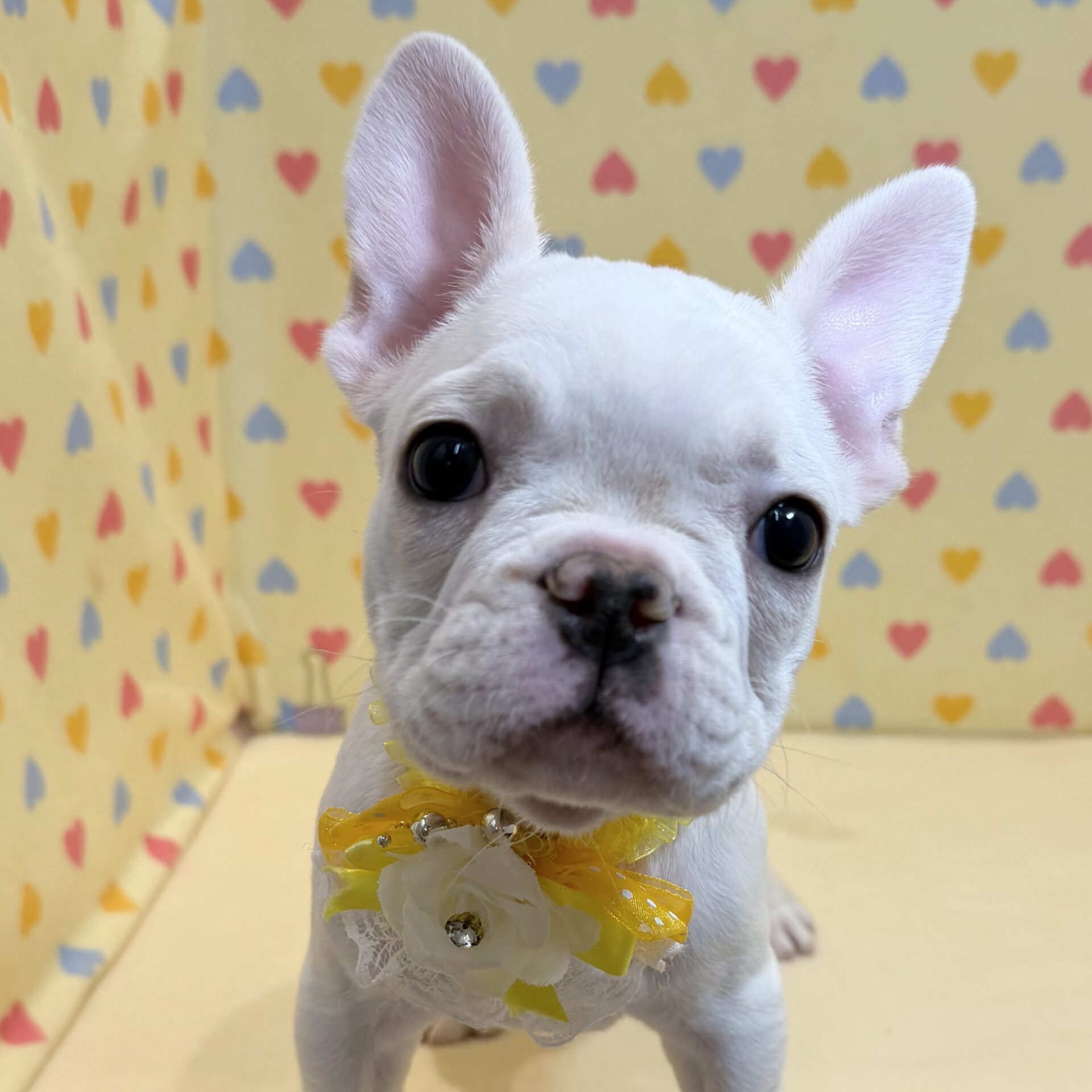 フレンチブルドッグ | ペットフォレスト