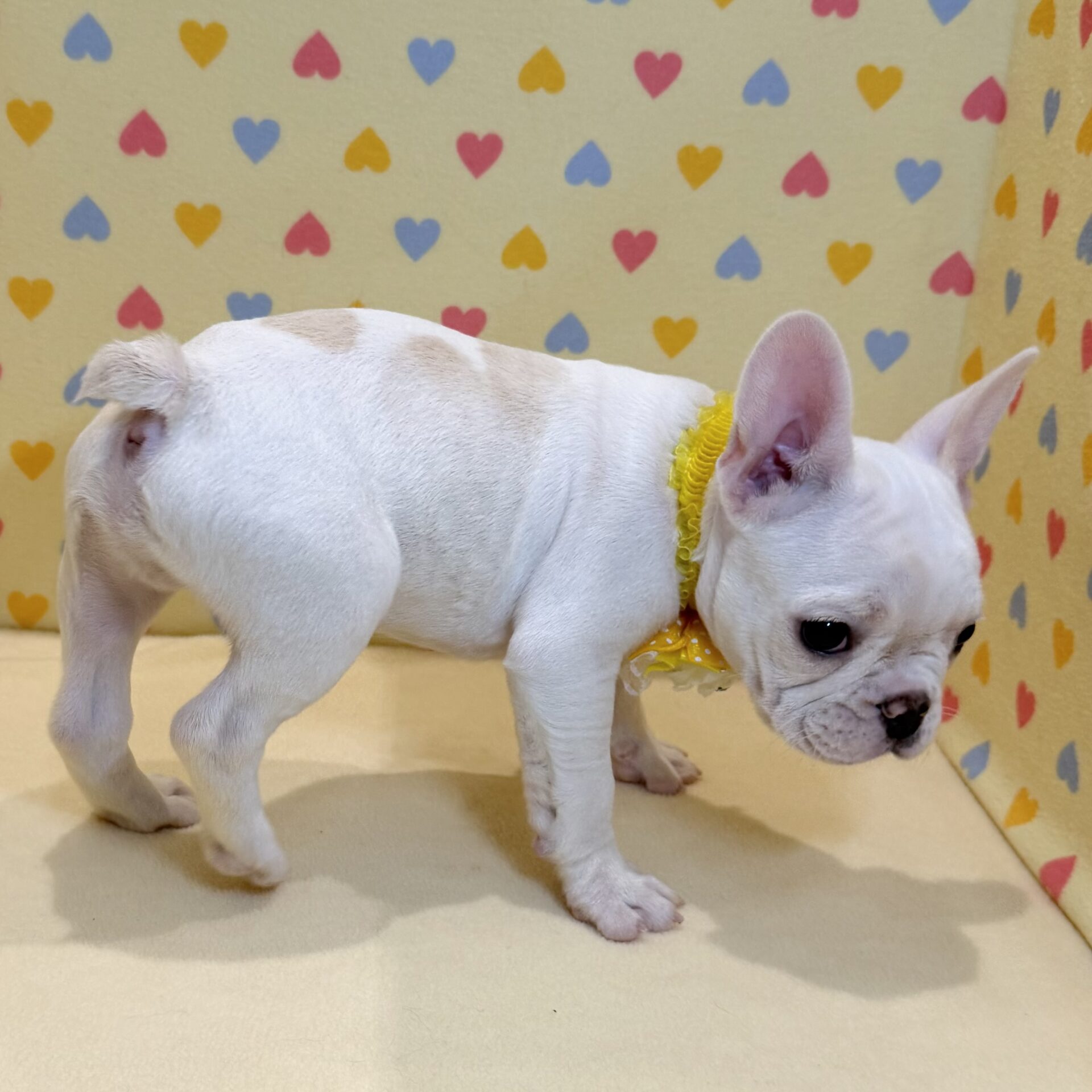 フレンチ・ブルドッグ | ペットフォレスト