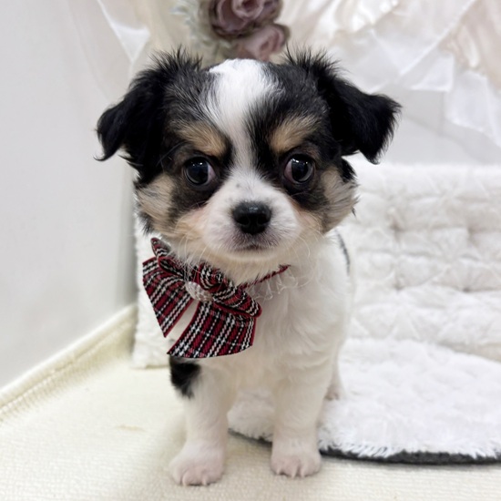 199648チワワ | ペットフォレスト