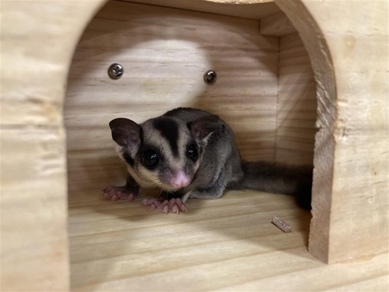 フクロモモンガ（ノーマル） | ペットフォレスト