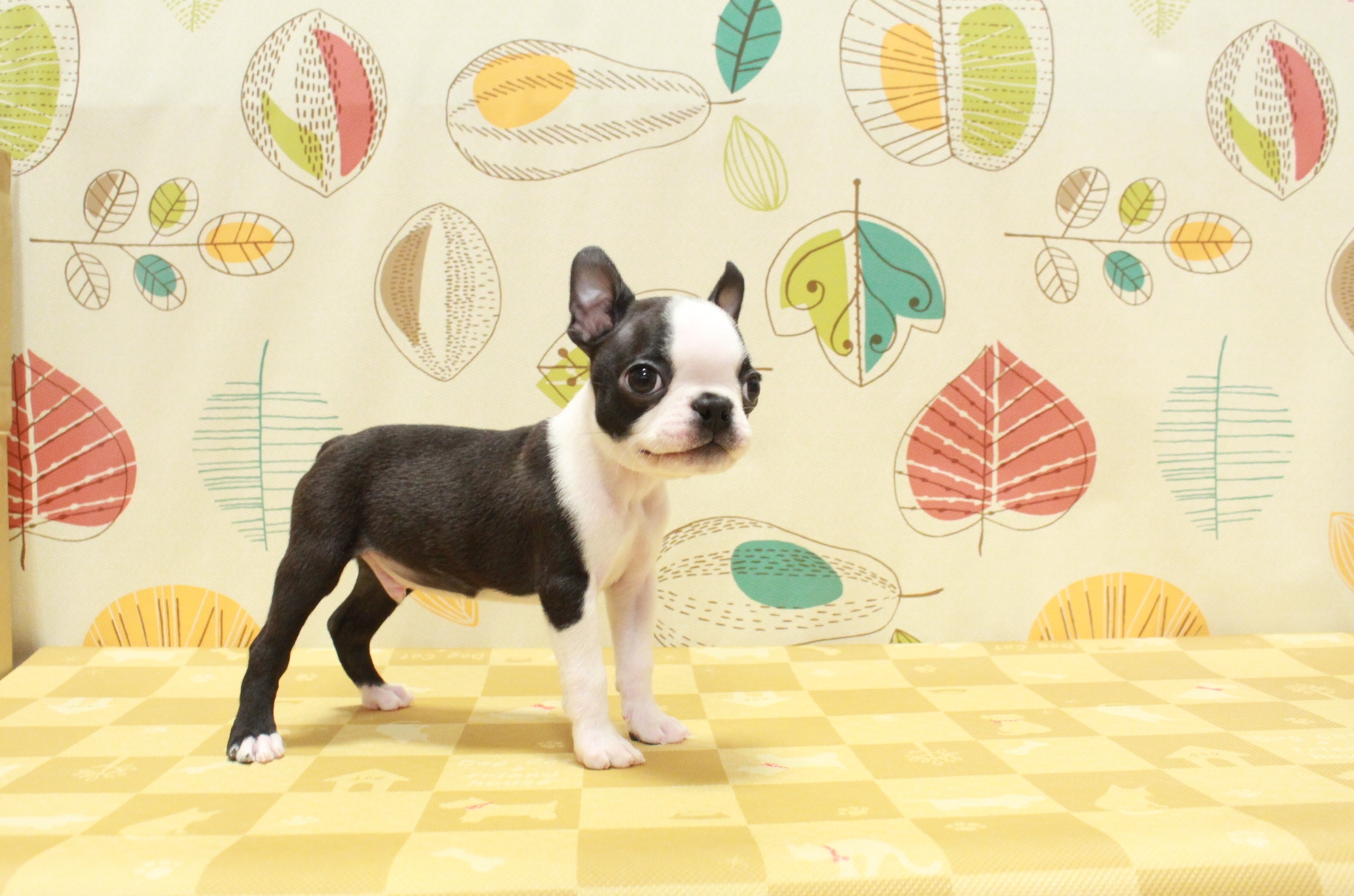 ボストンテリア | ペットフォレスト