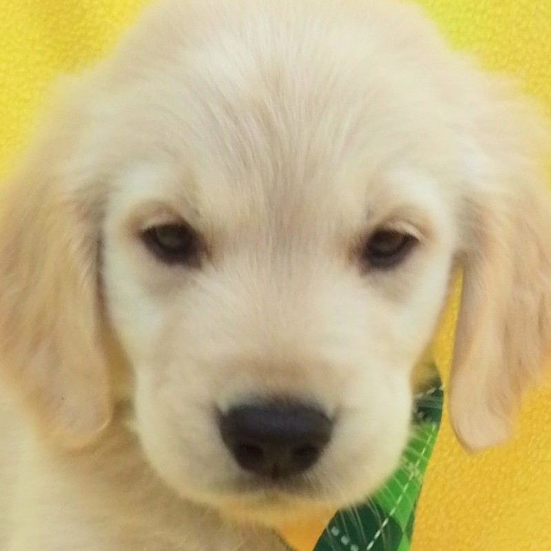 ゴールデンレトリバー | ペットフォレスト