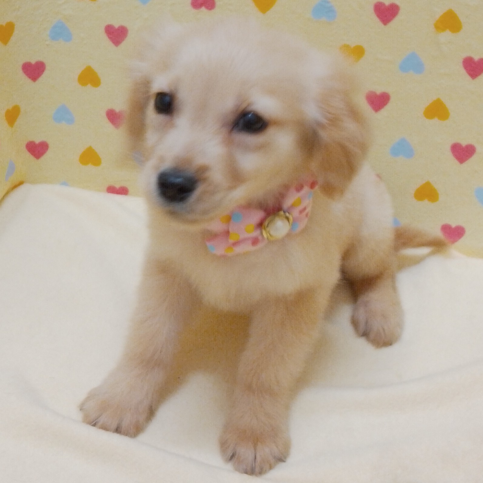 ゴールデン・レトリーバー | ペットフォレスト