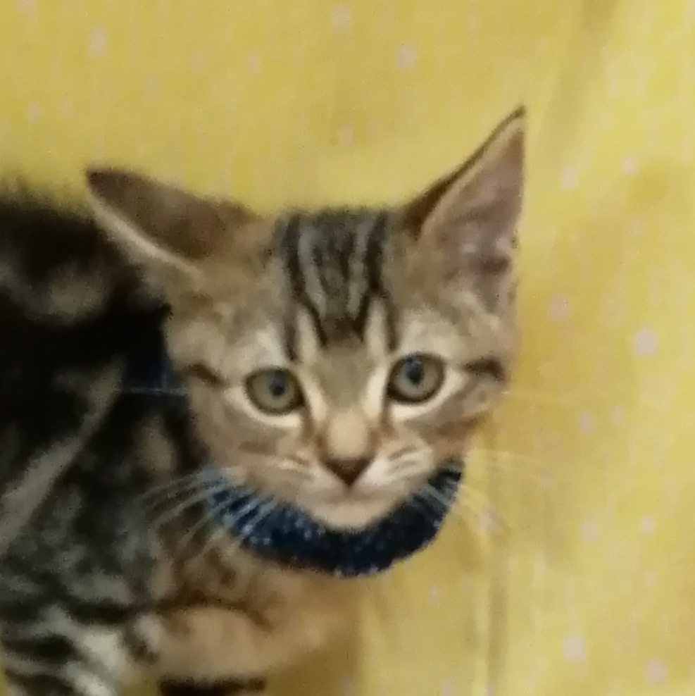 アメリカン・ショートヘアー | ペットフォレスト