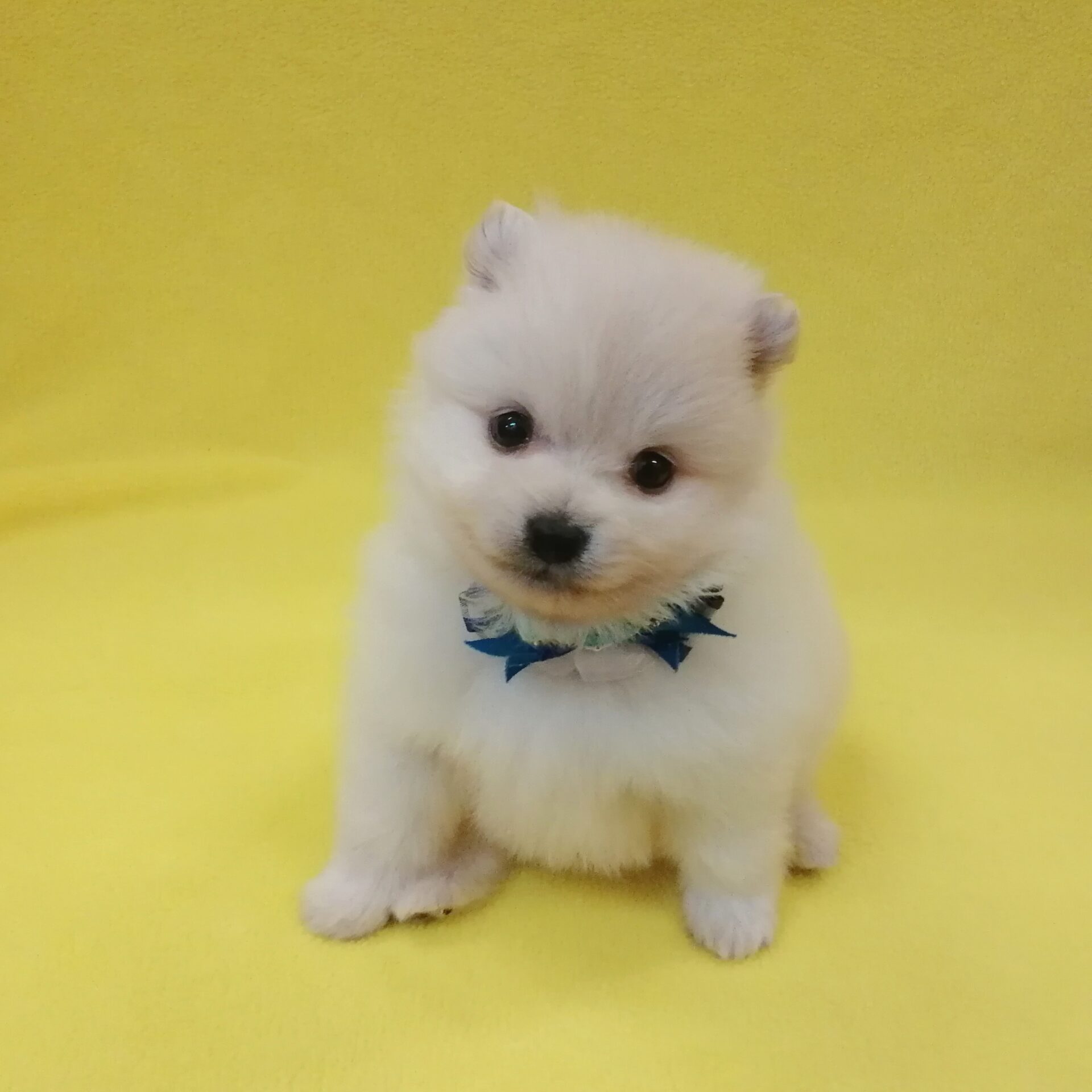 ポメラニアン | ペットフォレスト