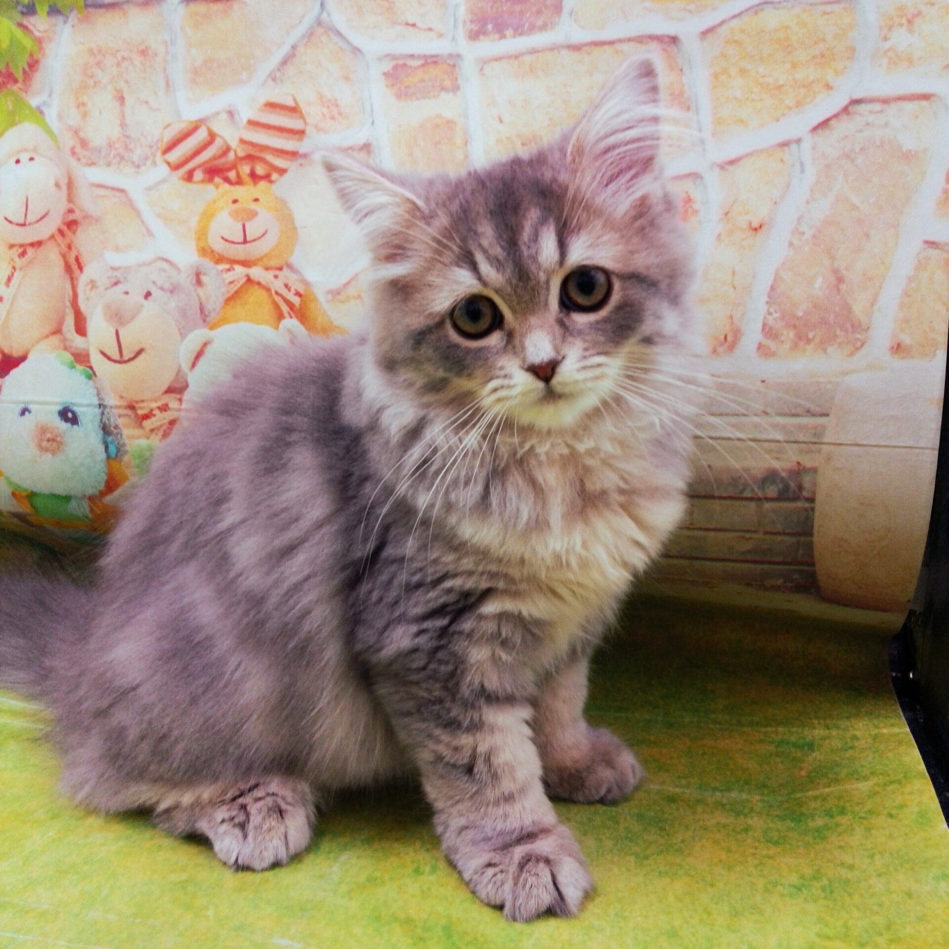 スコティッシュフォールド | ペットフォレスト