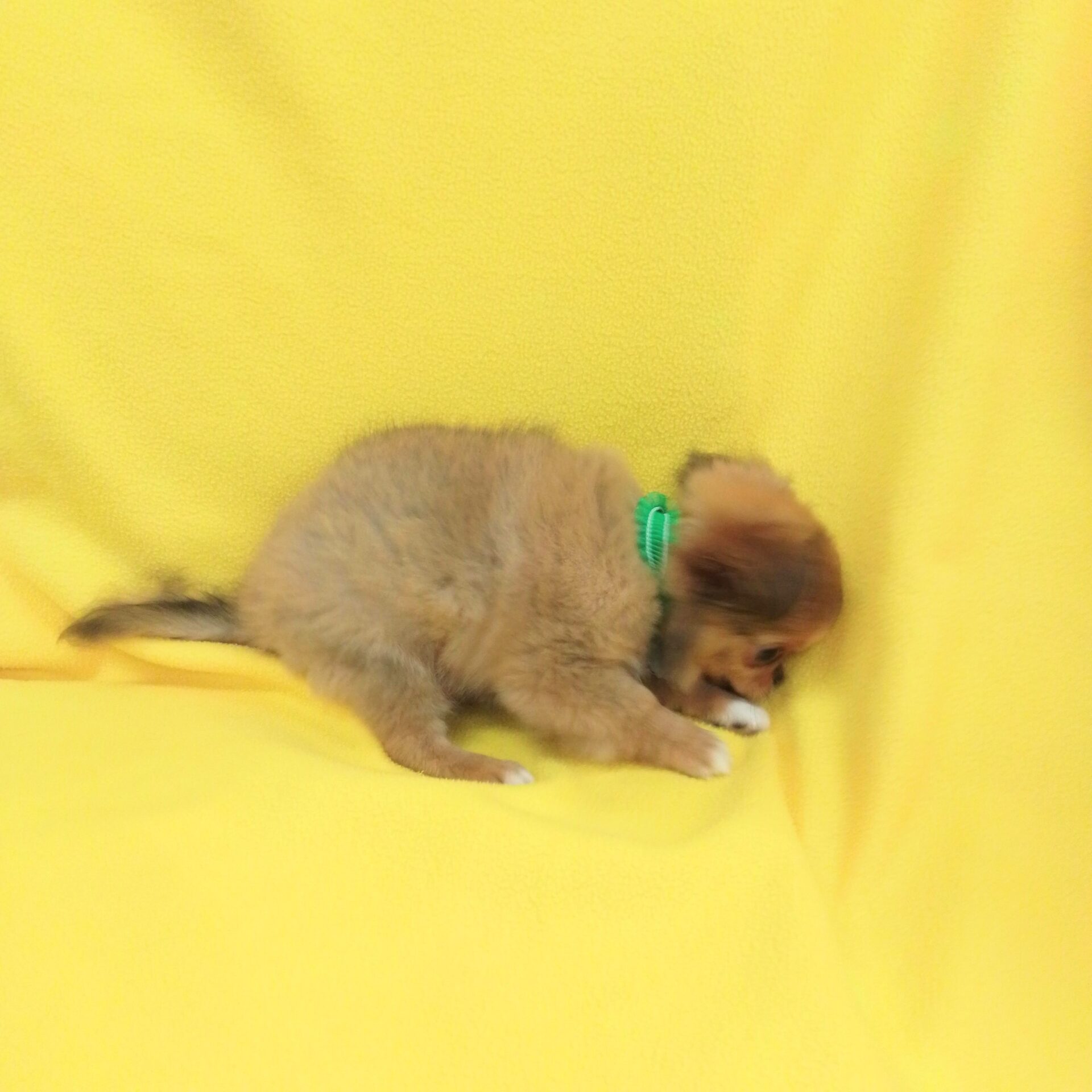 チワワ（ロングコート） | ペットフォレスト