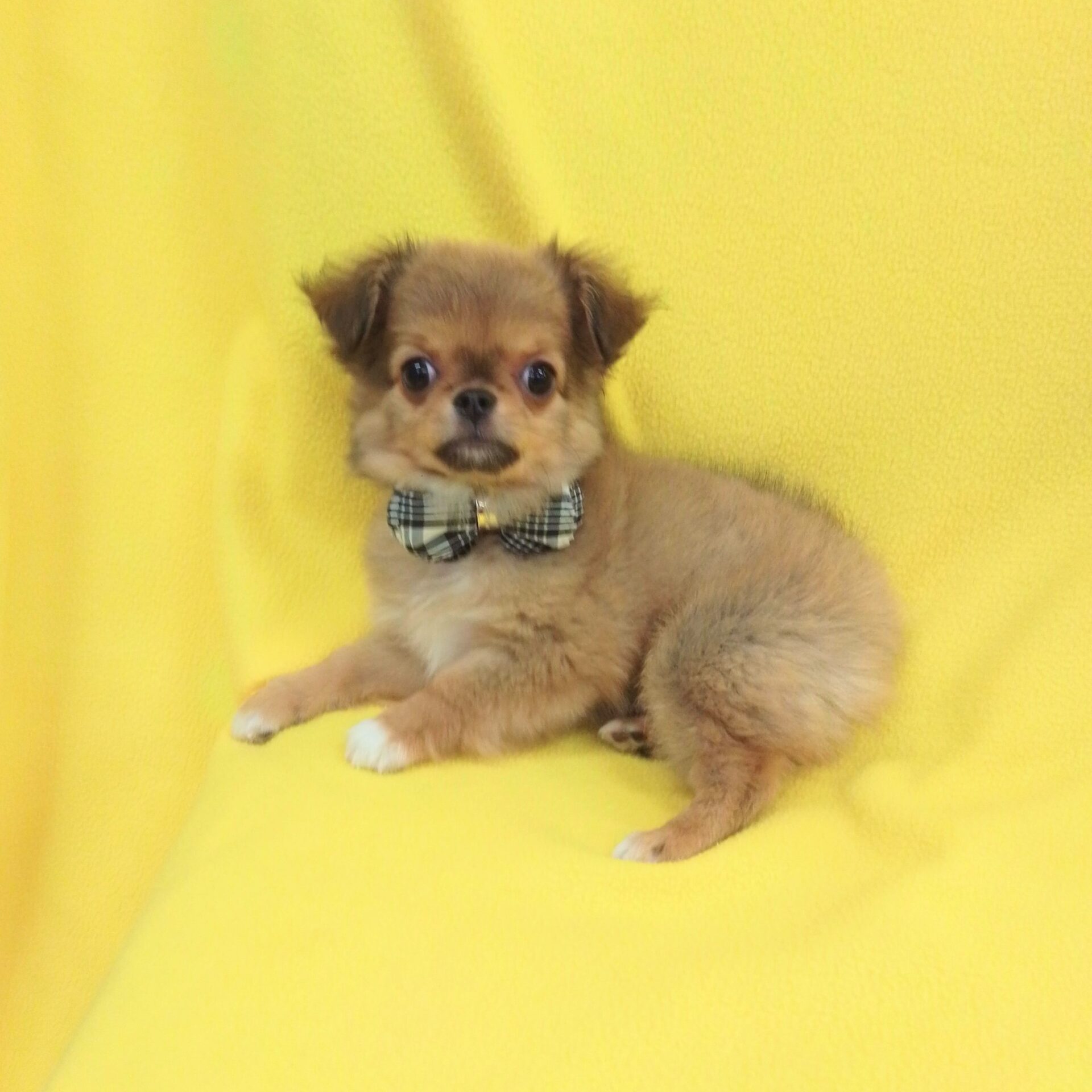 チワワ（ロングコート） | ペットフォレスト