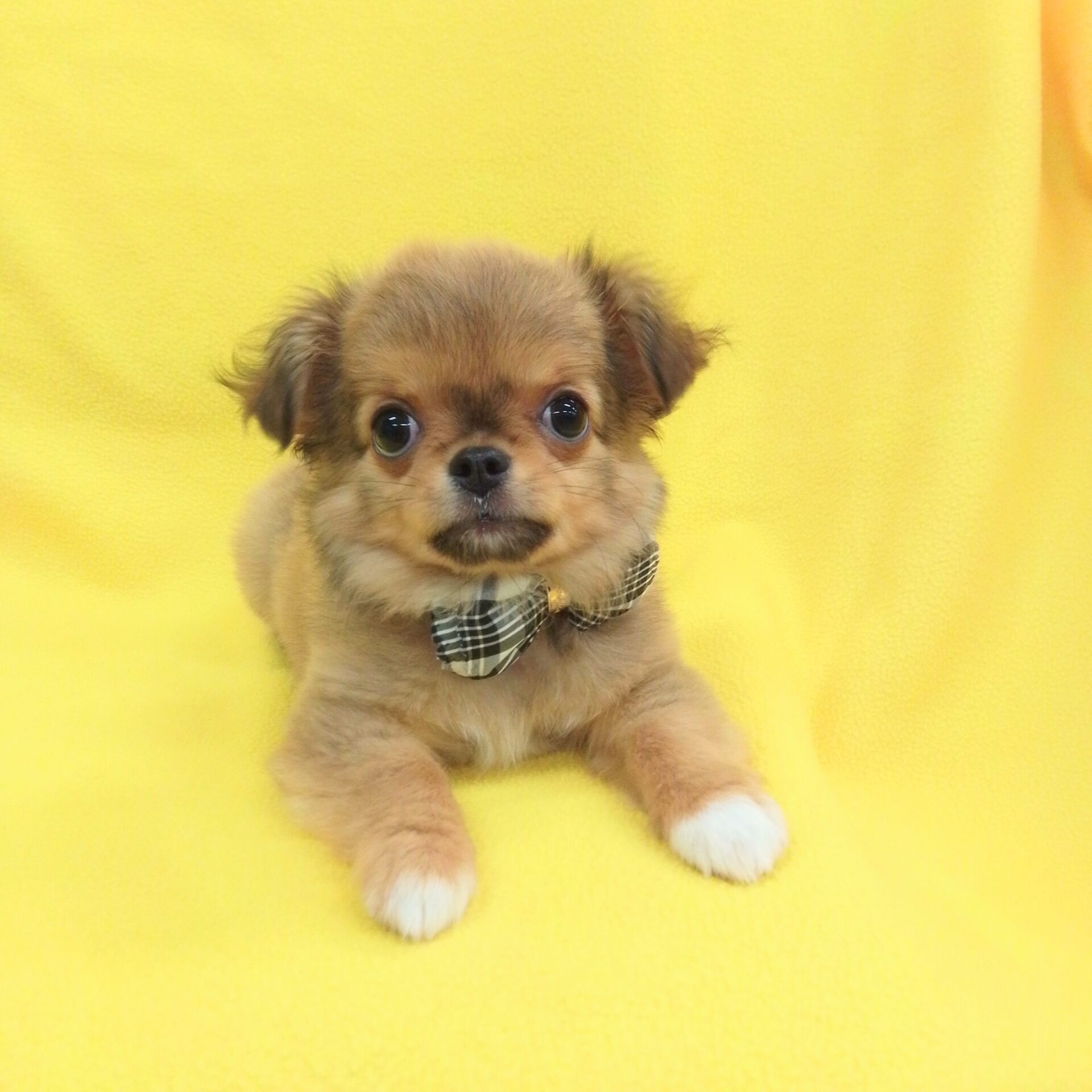 チワワ（ロングコート） | ペットフォレスト