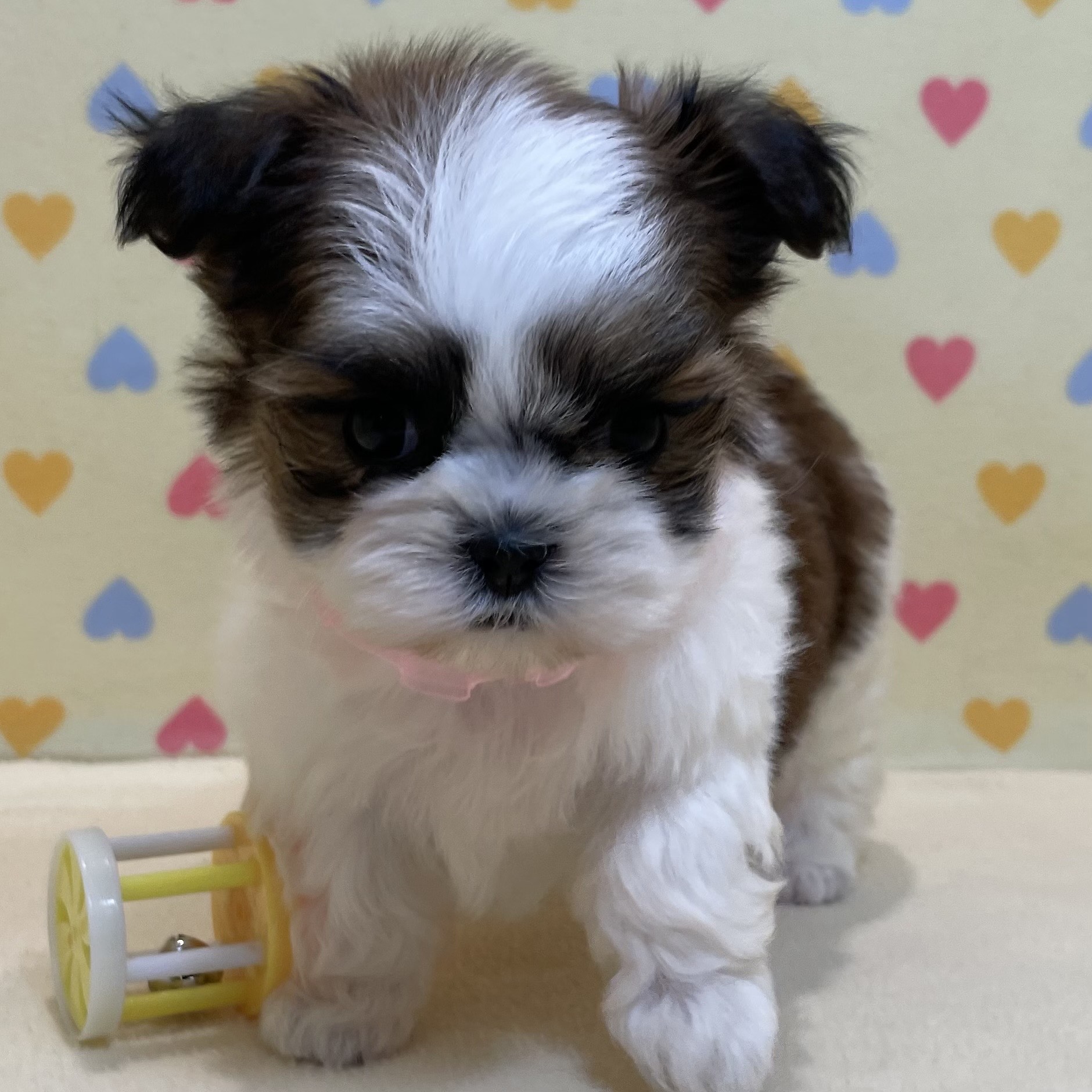 MIX犬(マルチーズ×シーズー) | ペットフォレスト