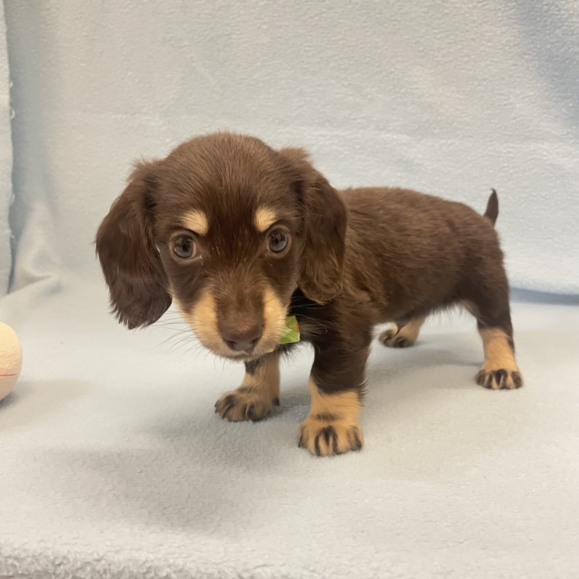 ミニチュア・ダックスフンド(ロングヘアード） | ペットフォレスト