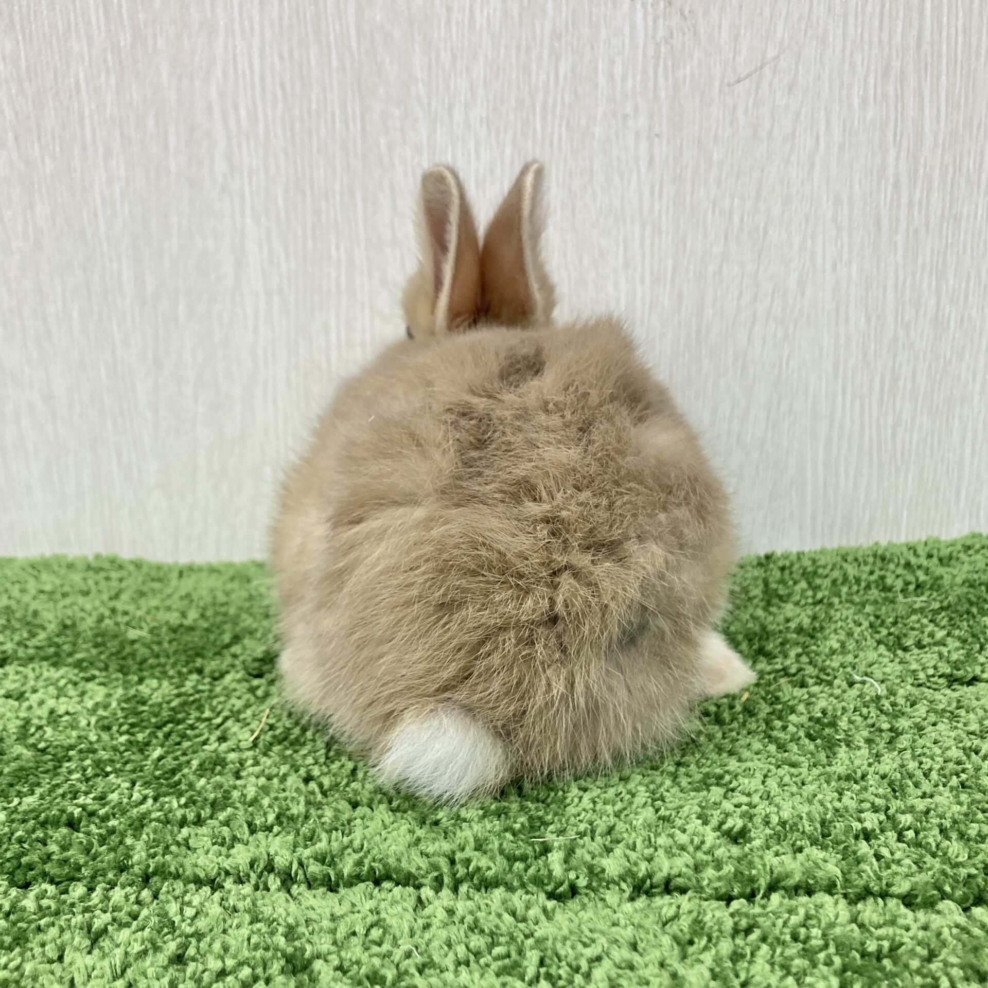 ミニウサギ | ペットフォレスト