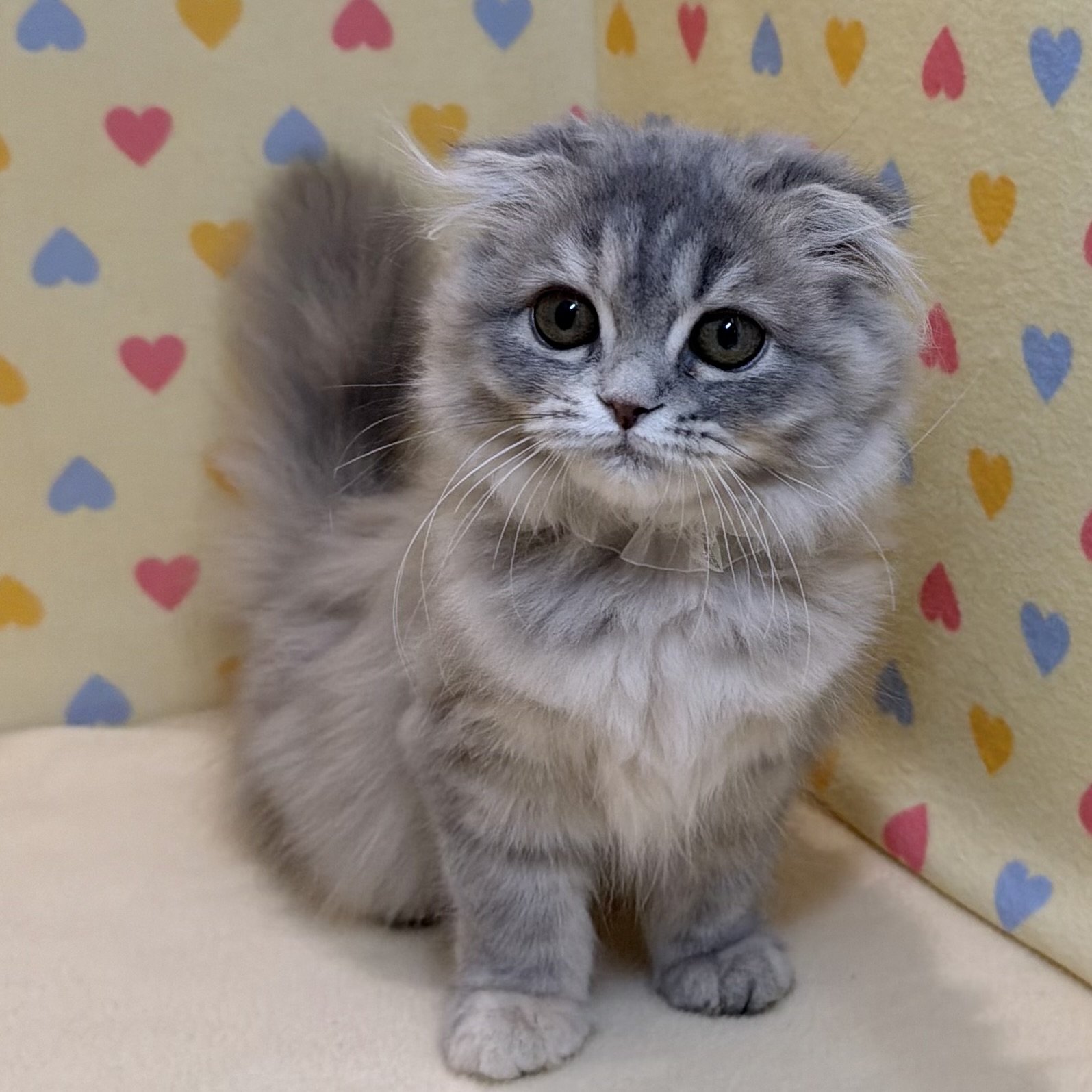 スコティッシュ・フォールド | ペットフォレスト