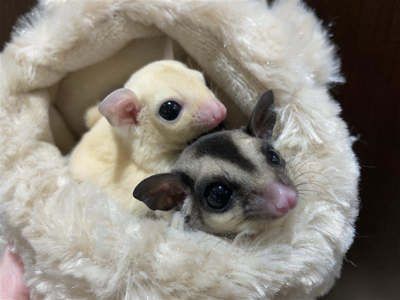 フクロモモンガ（ノーマル） | ペットフォレスト