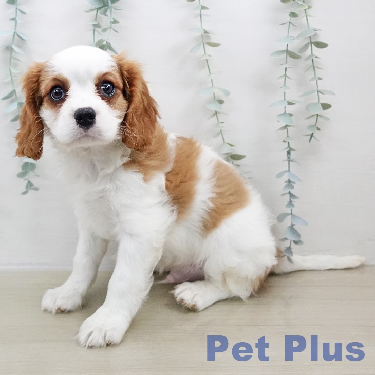 キャバリア・キングチャールズ・スパニエル | ペットフォレスト