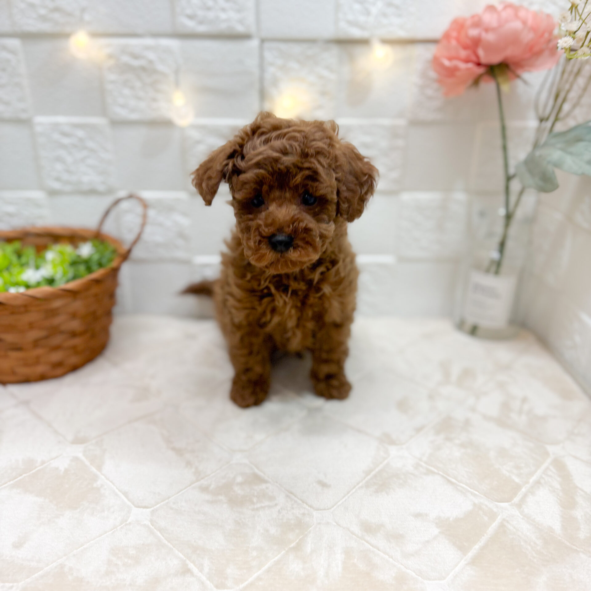 犬 | ページ 6 | ペットフォレスト