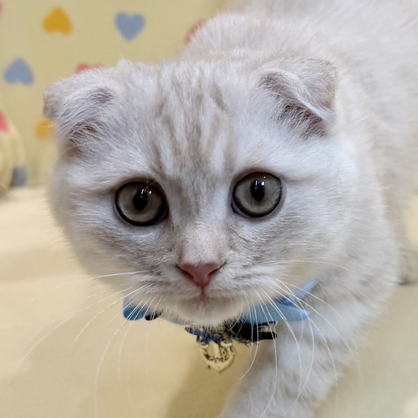 スコティシュフォールド | ペットフォレスト