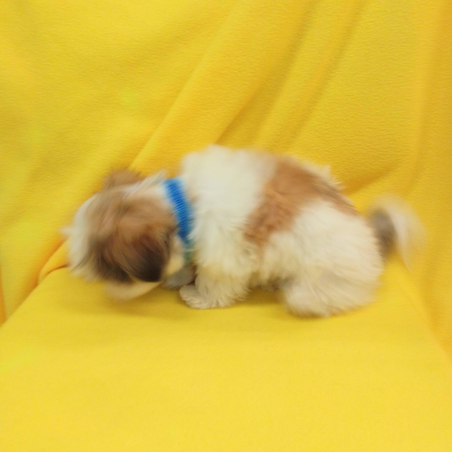 ミックス犬(マルチーズ×シーズー) | ペットフォレスト