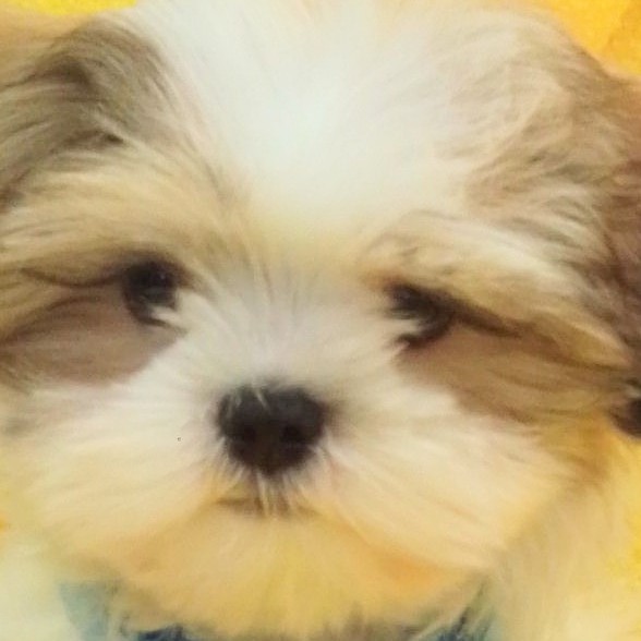 ミックス犬(マルチーズ×シーズー) | ペットフォレスト