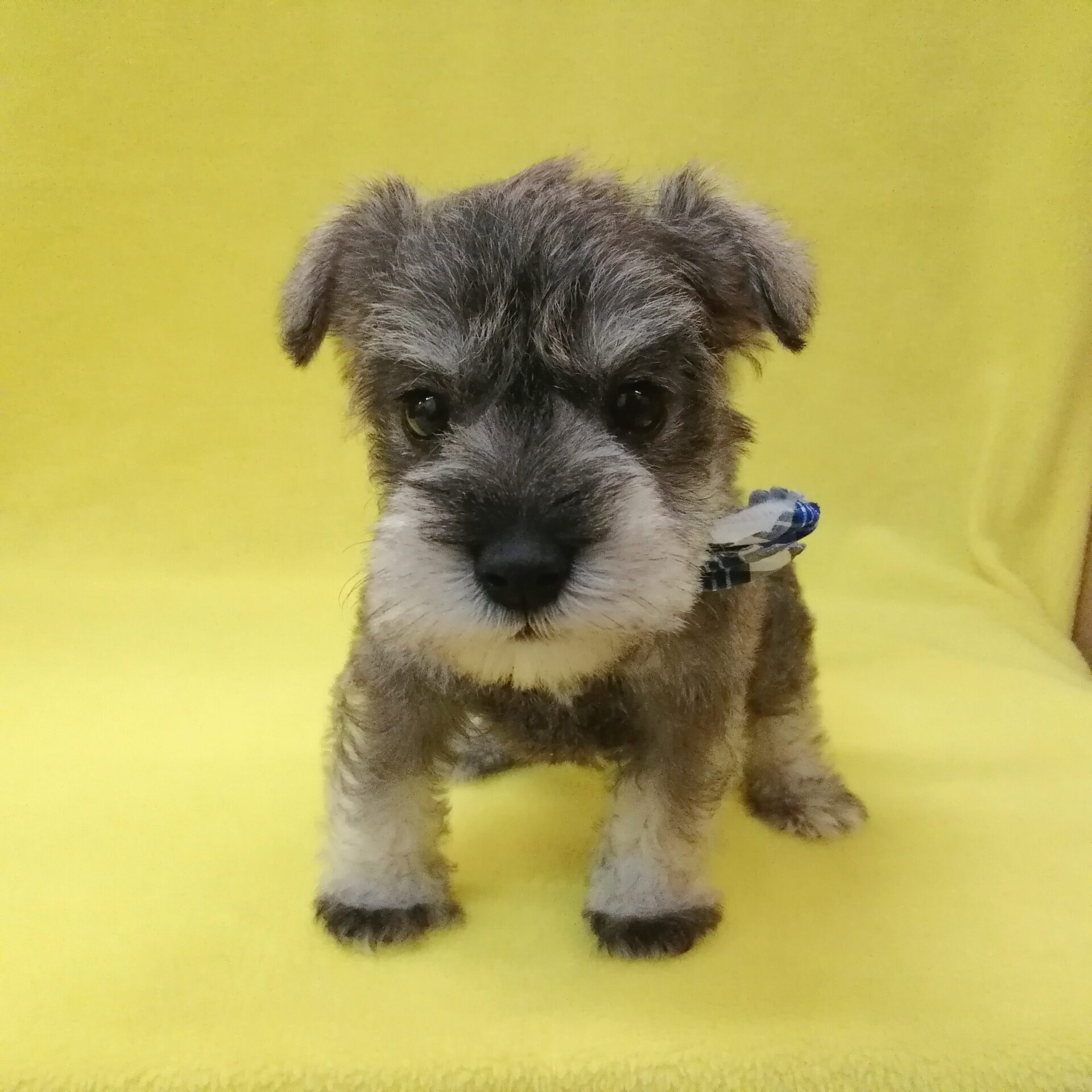 ミニチュアシュナウザー | ペットフォレスト