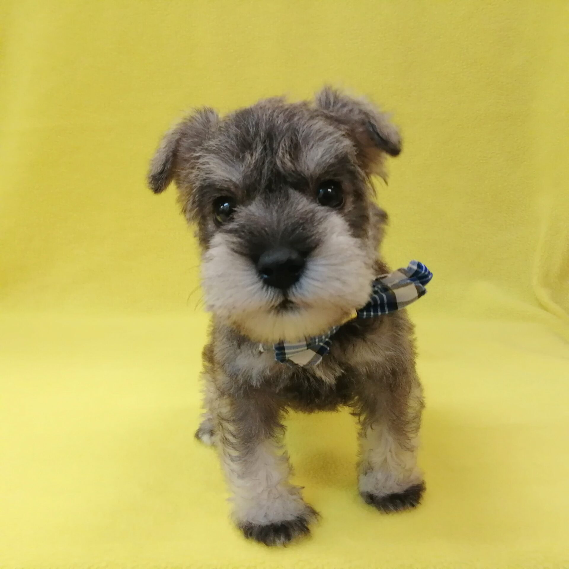 ミニチュアシュナウザー | ペットフォレスト