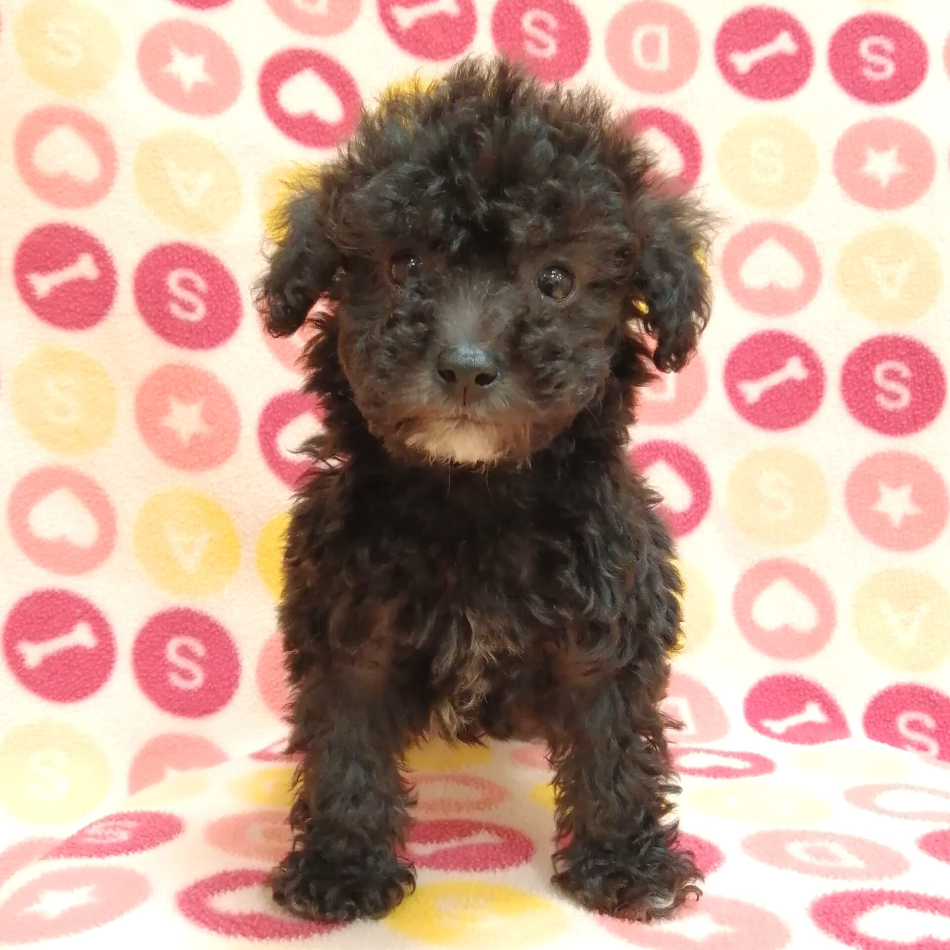 トイプードル | ペットフォレスト