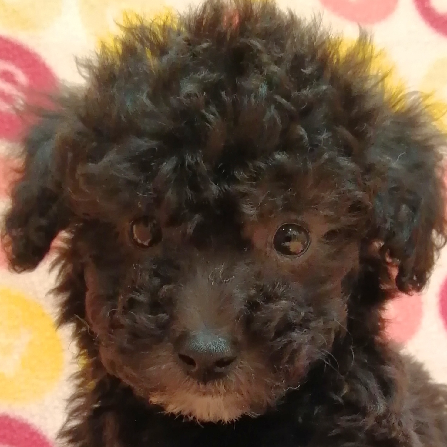 トイプードル | ペットフォレスト