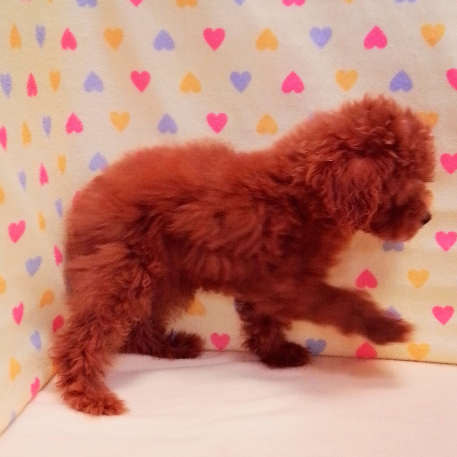 トイ・プードル | ペットフォレスト