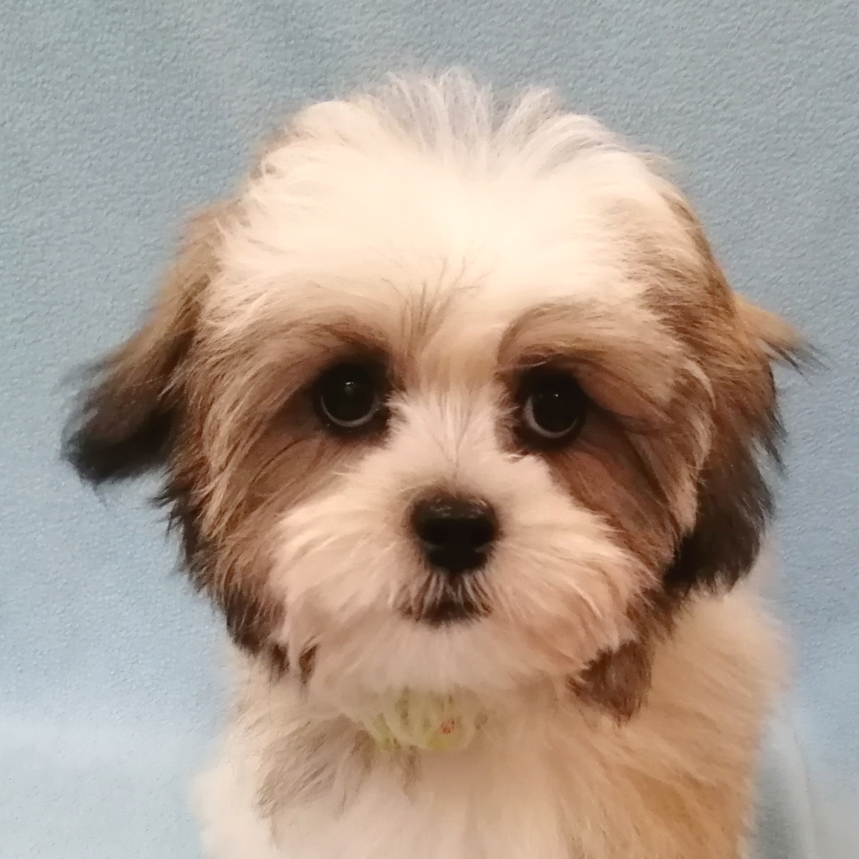 MIX犬(マルチーズ×シーズー) | ペットフォレスト