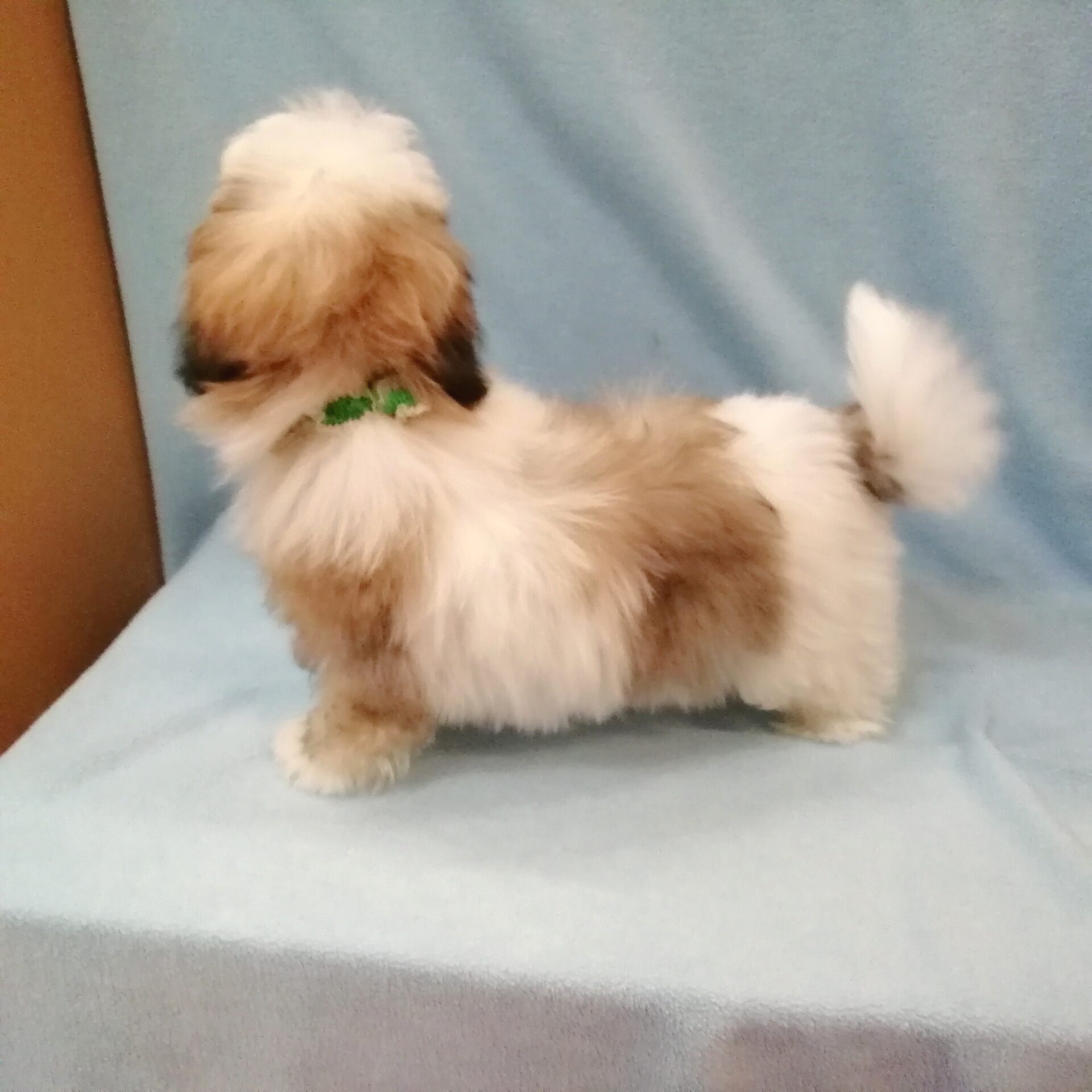 MIX犬(マルチーズ×シーズー) | ペットフォレスト