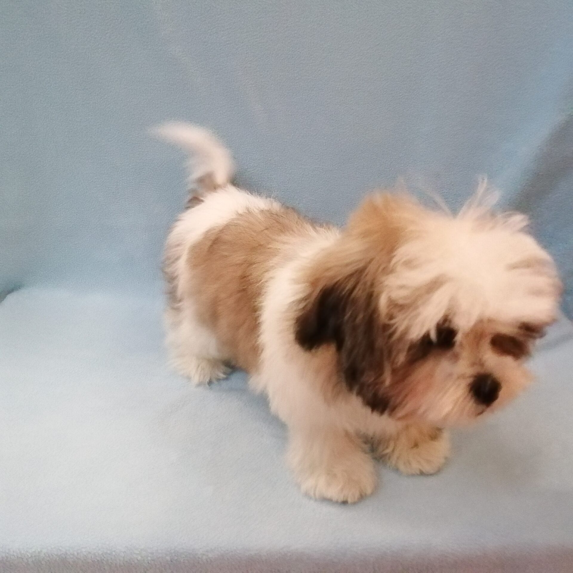 MIX犬(マルチーズ×シーズー) | ペットフォレスト