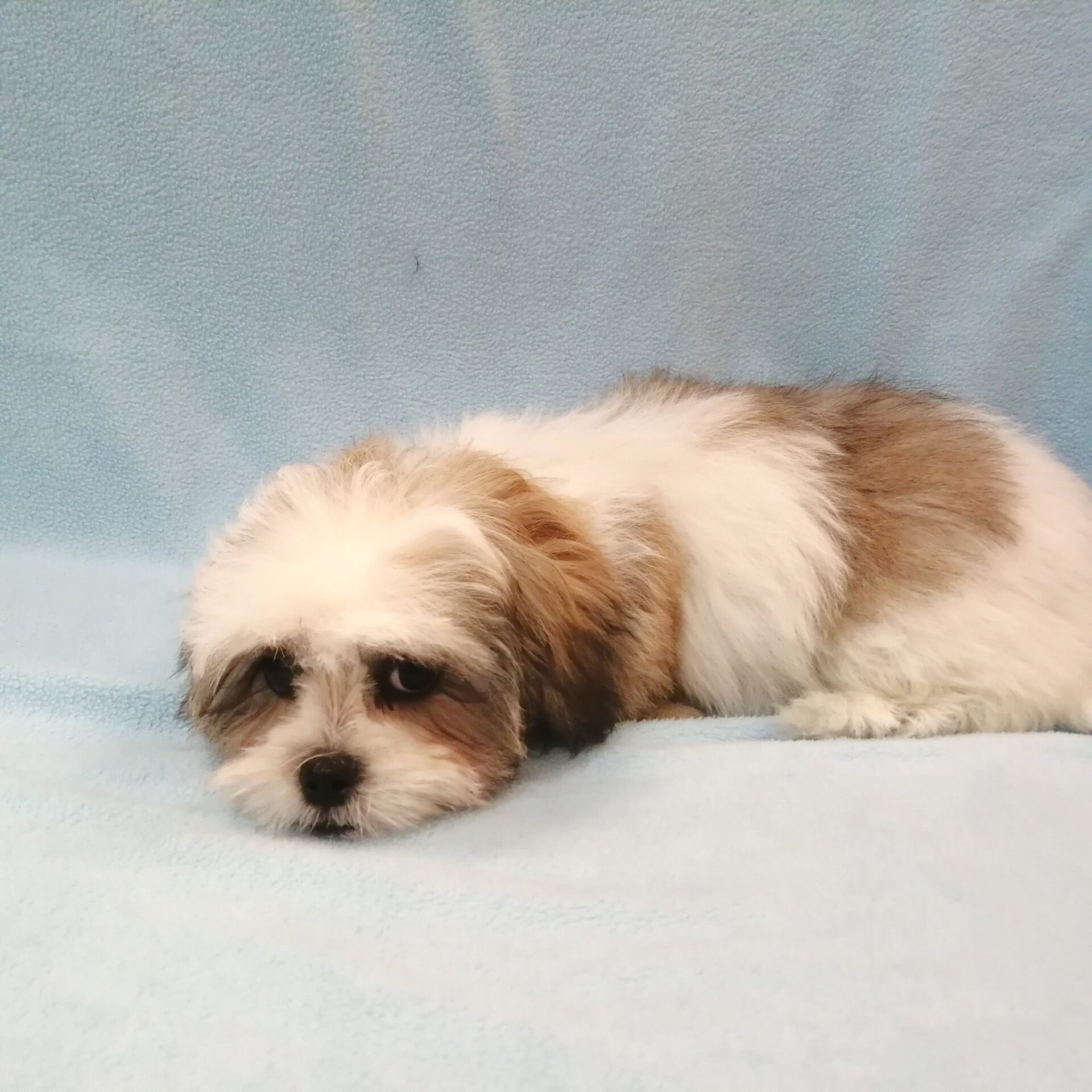 MIX犬(マルチーズ×シーズー) | ペットフォレスト