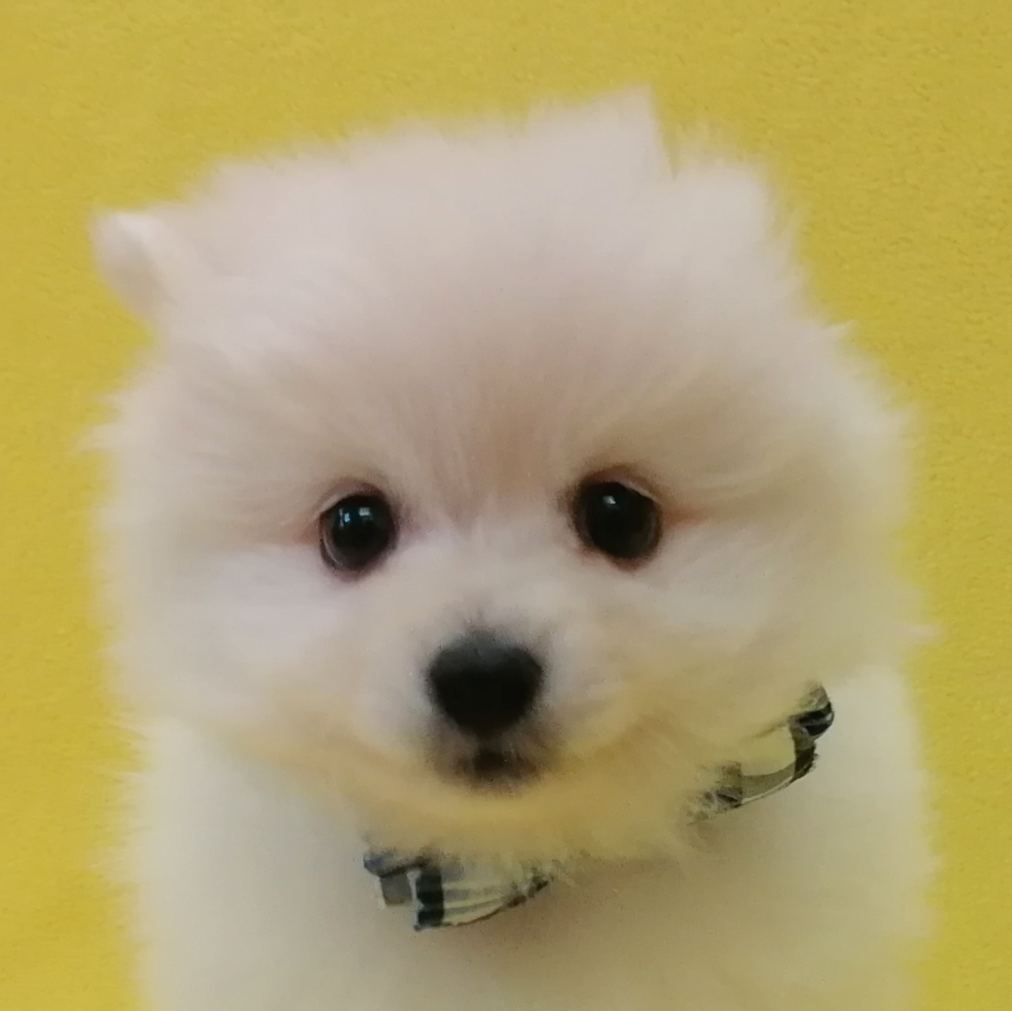 ポメラニアン | ペットフォレスト