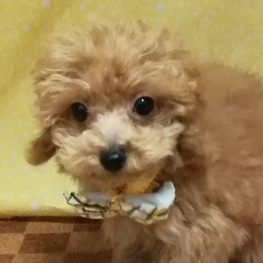 トイ・プードル | ペットフォレスト