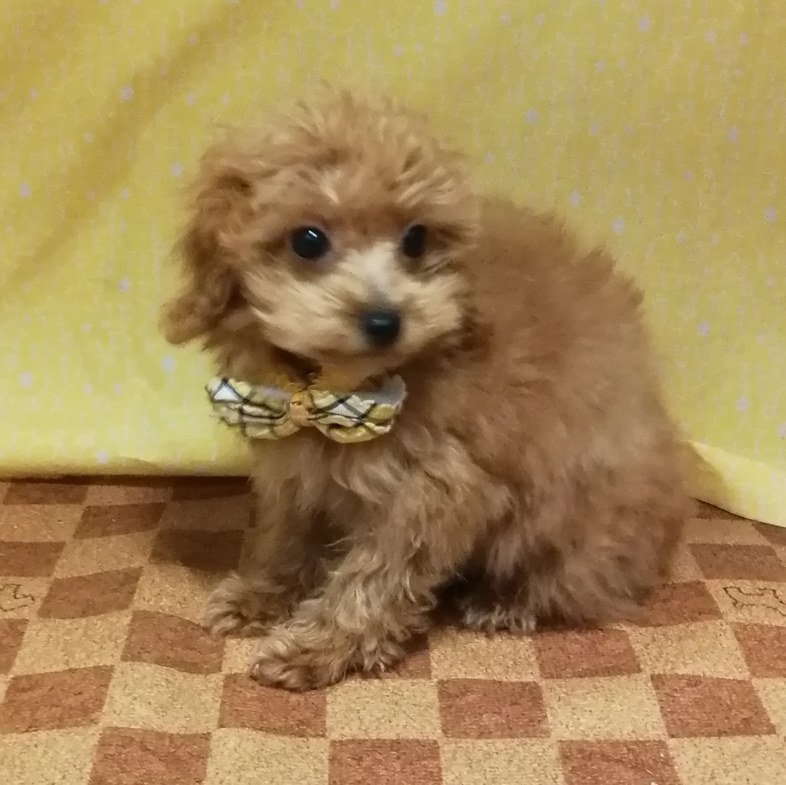 トイ・プードル | ペットフォレスト