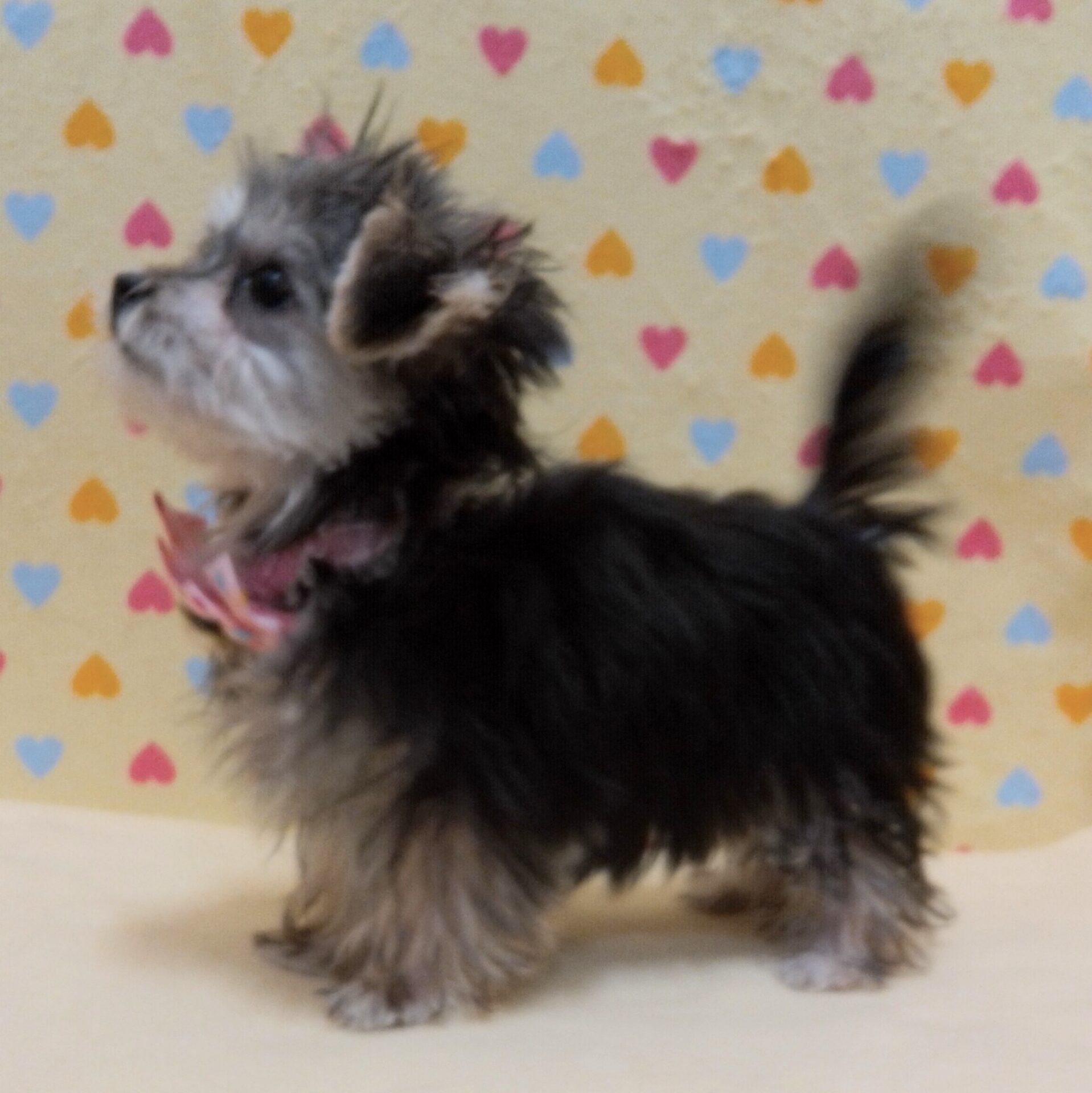 ミックス犬(マルチーズ×ヨークシャーテリア) | ペットフォレスト