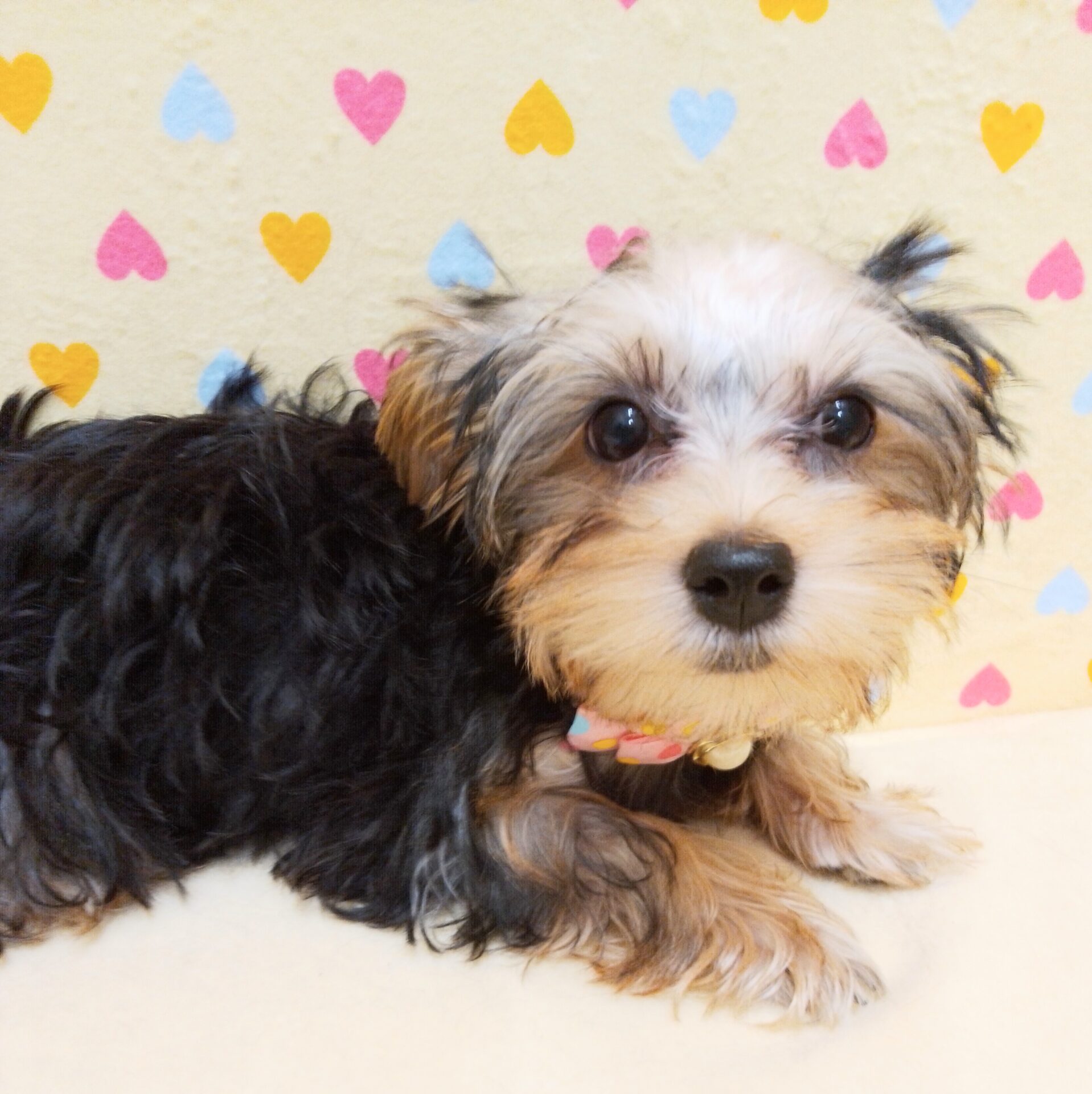 ヨークシャーテリア | ペットフォレスト