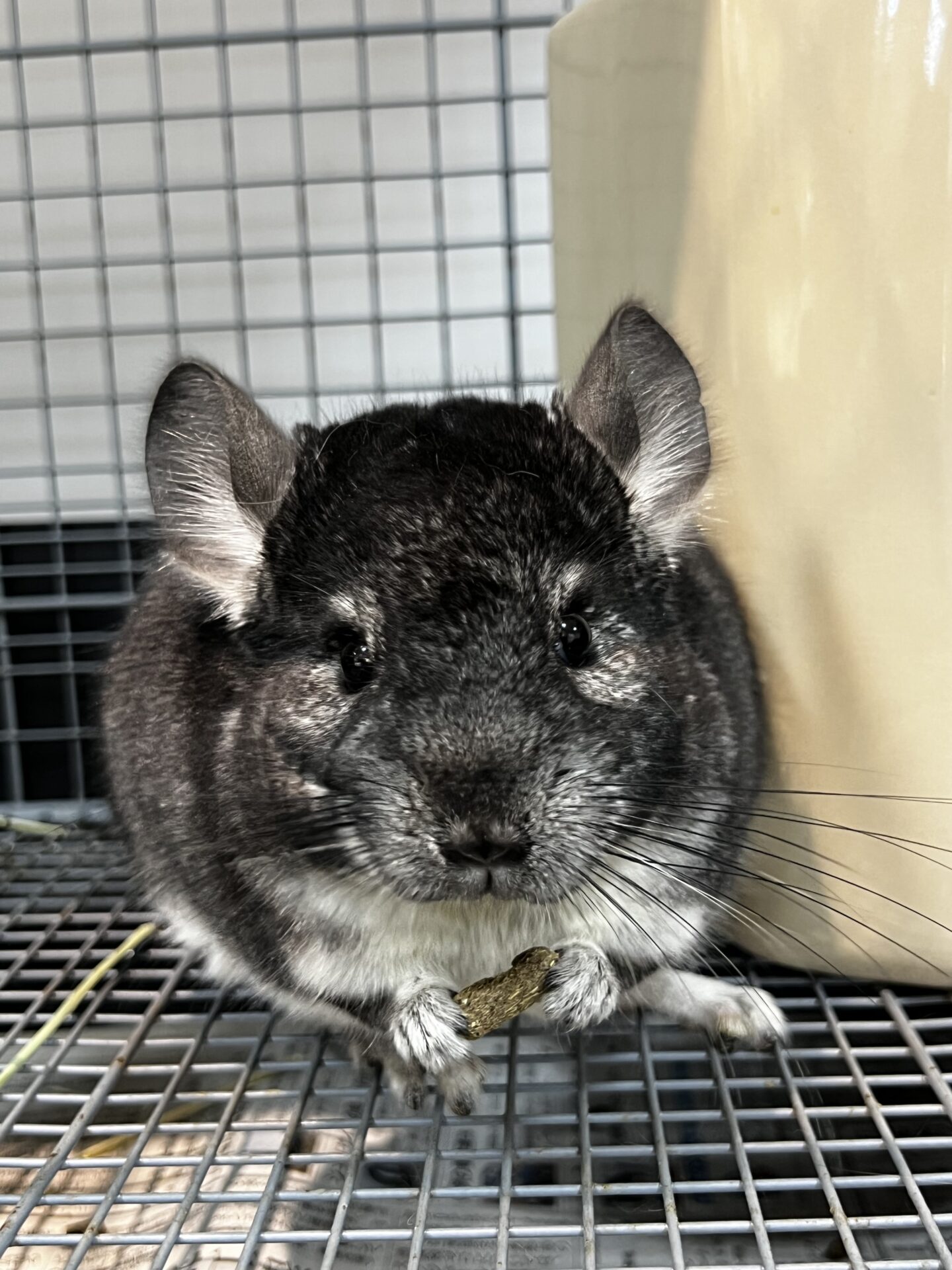 チンチラ | ペットフォレスト