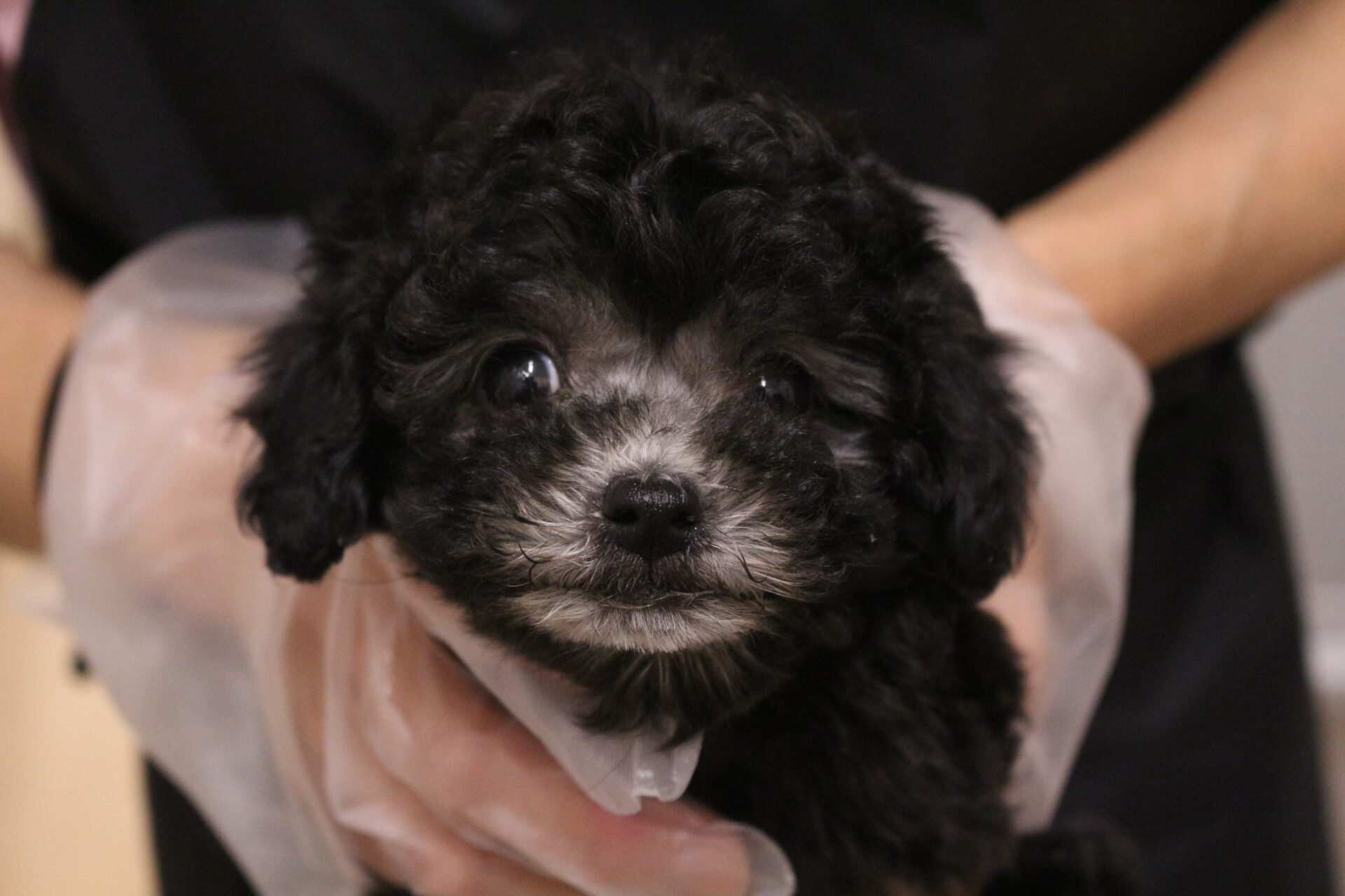 №38089トイプードル | ペットフォレスト