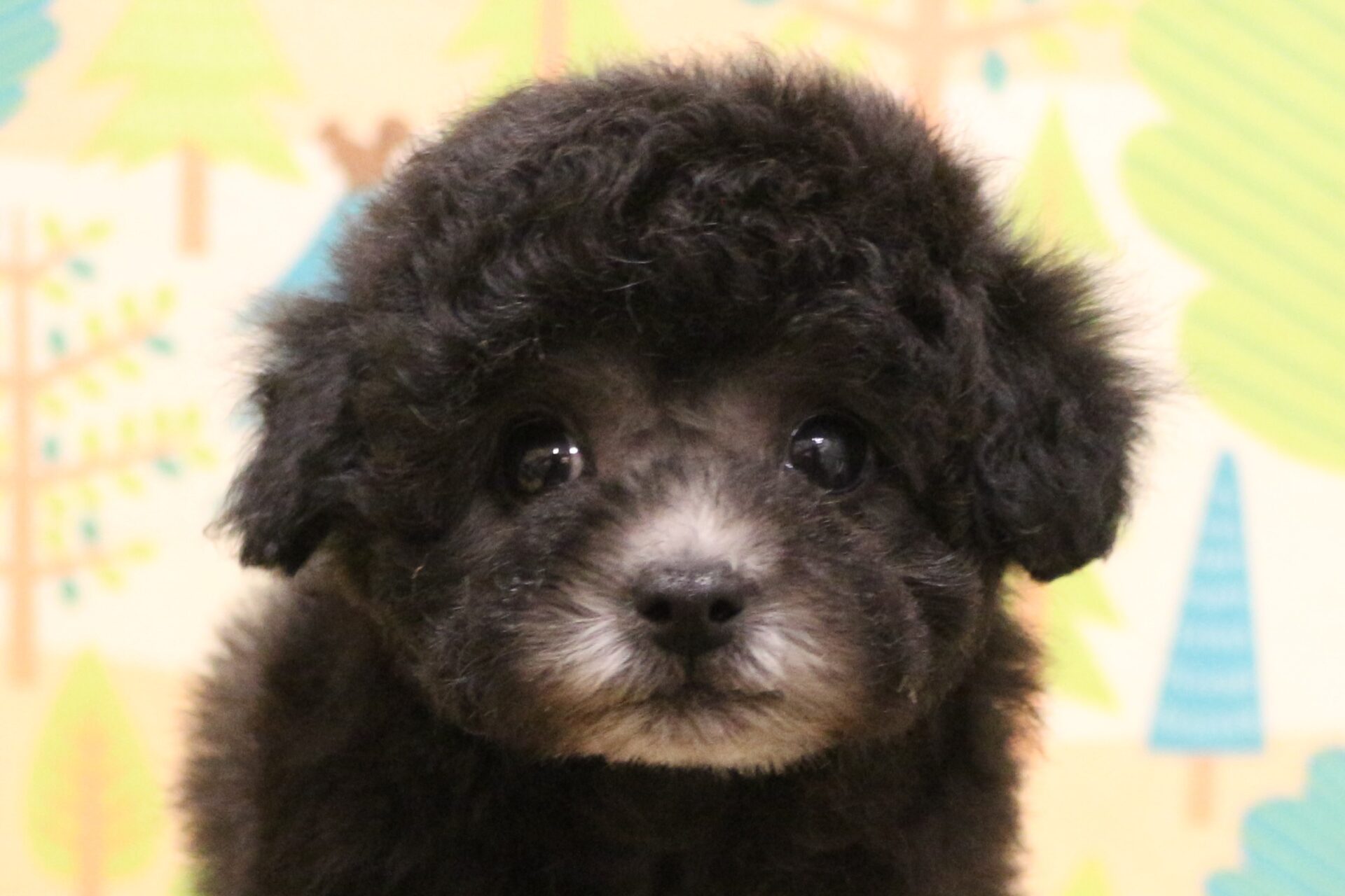 №38089トイプードル | ペットフォレスト