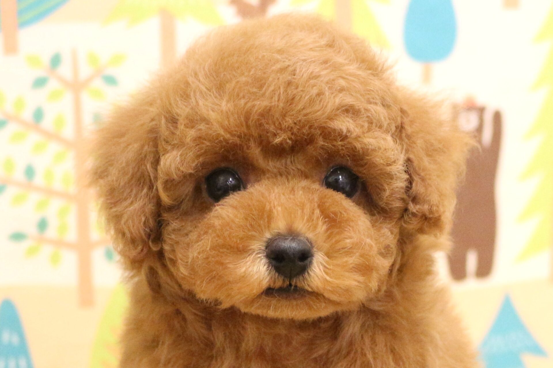 トイプードル | ペットフォレスト