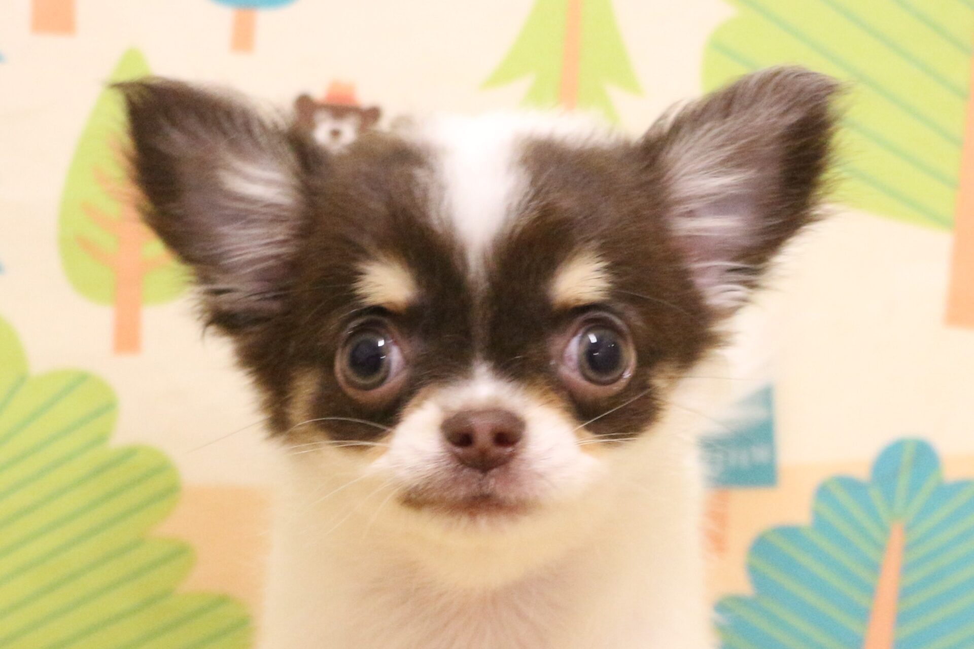 №38110チワワ | ペットフォレスト