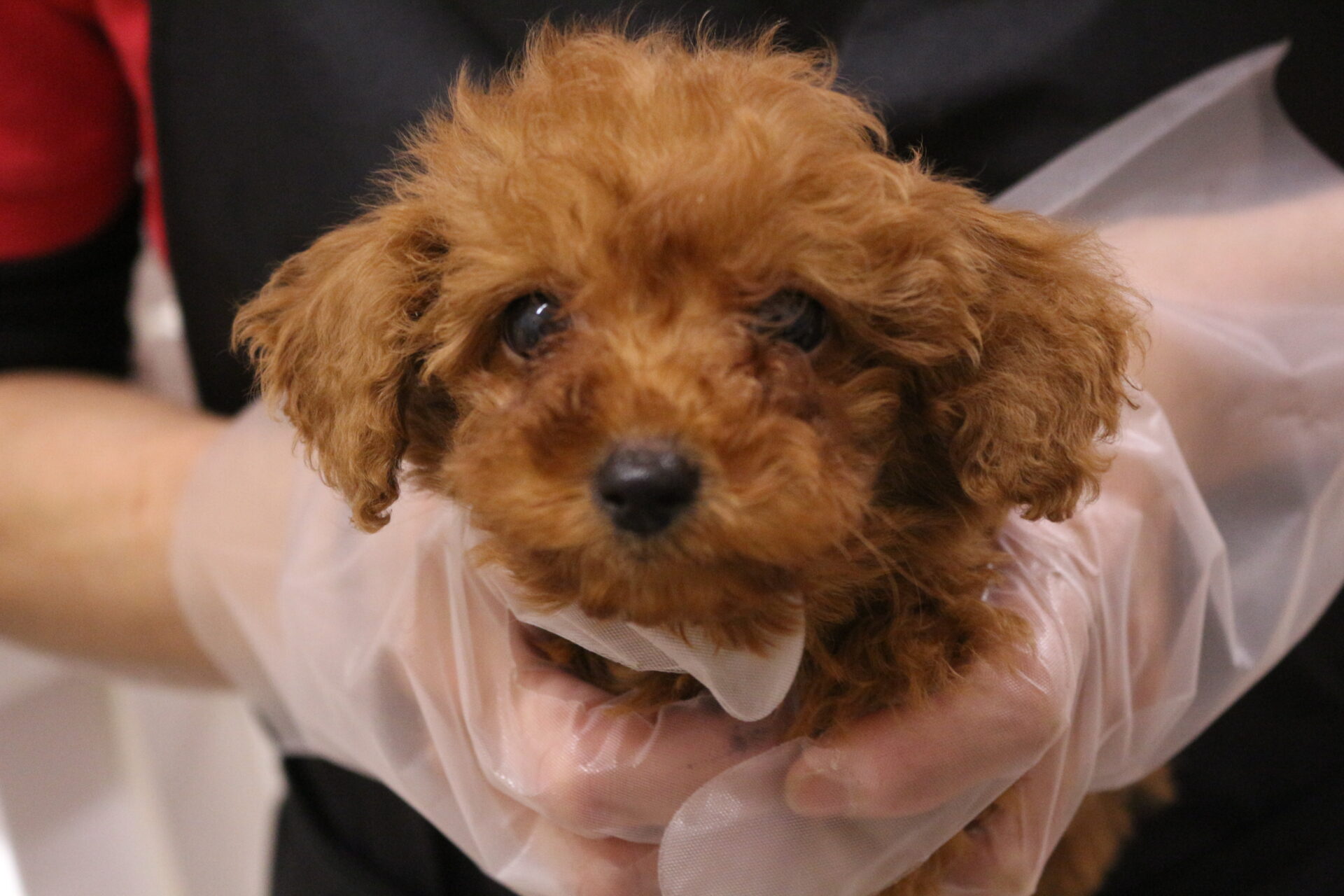 №38205トイプードル | ペットフォレスト