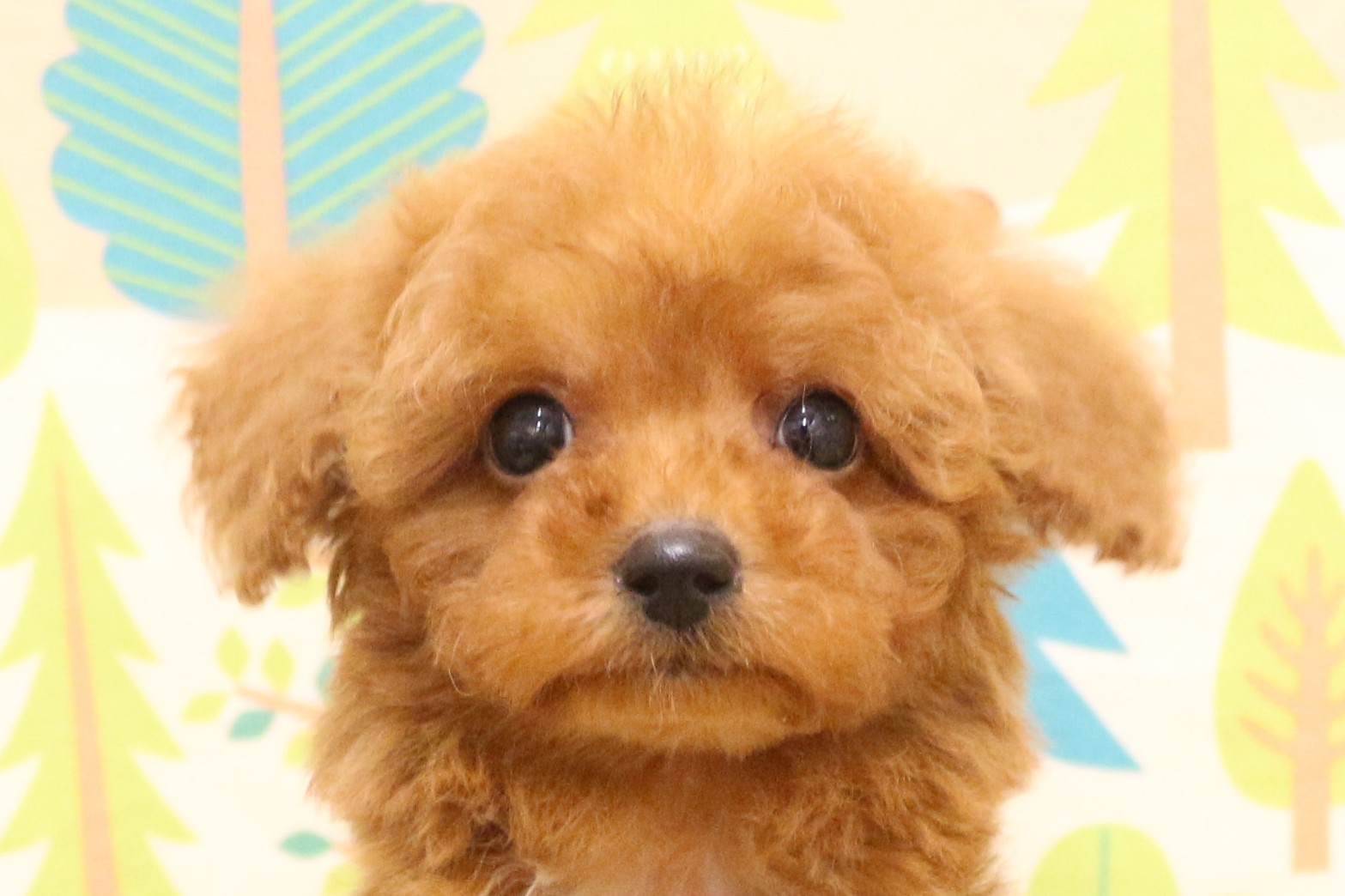 №38205トイプードル | ペットフォレスト