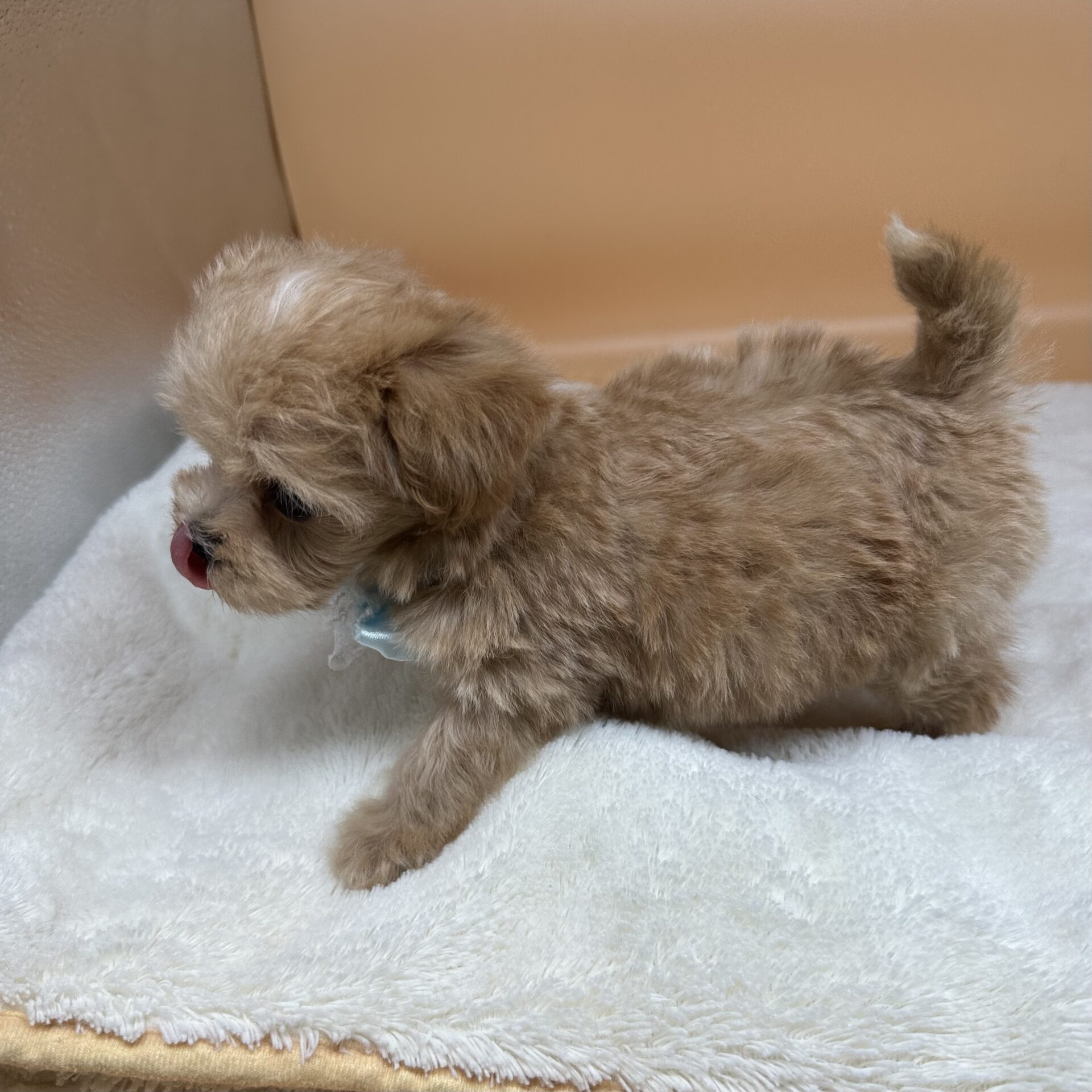 ミックス犬（マルチーズ×トイ・プードル） | ペットフォレスト