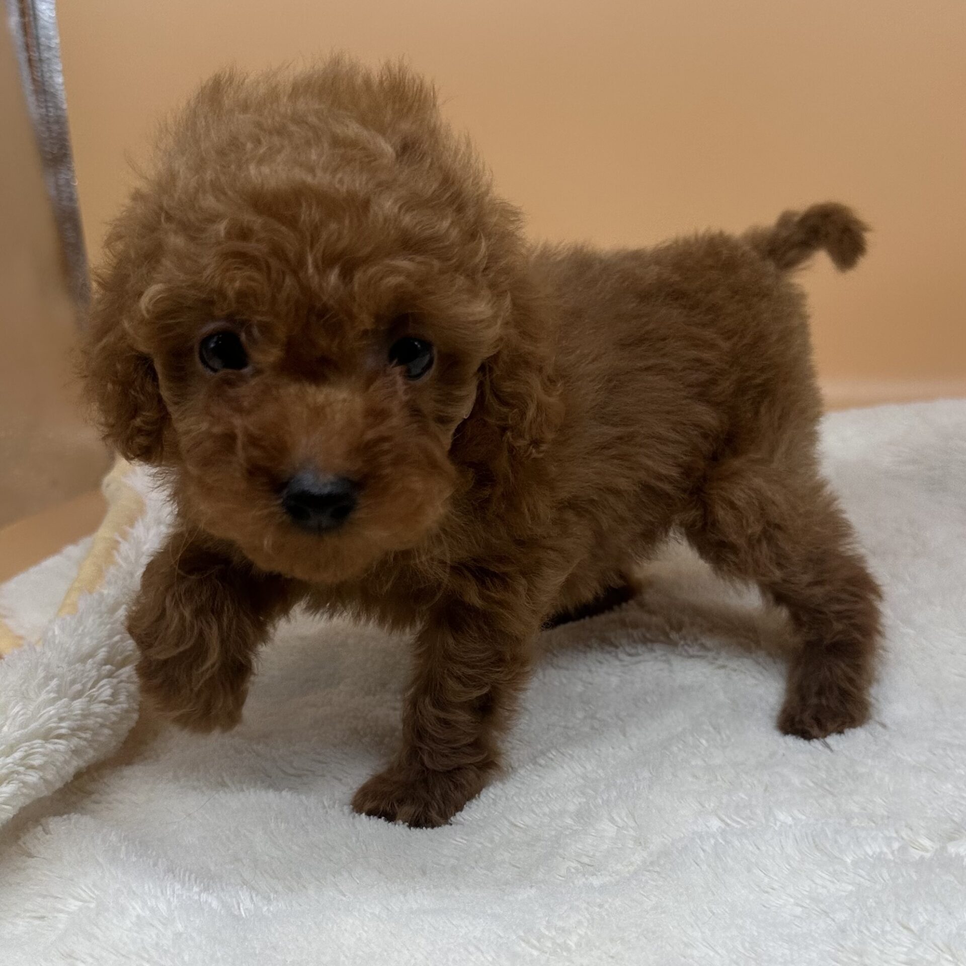 トイ・プードル | ペットフォレスト