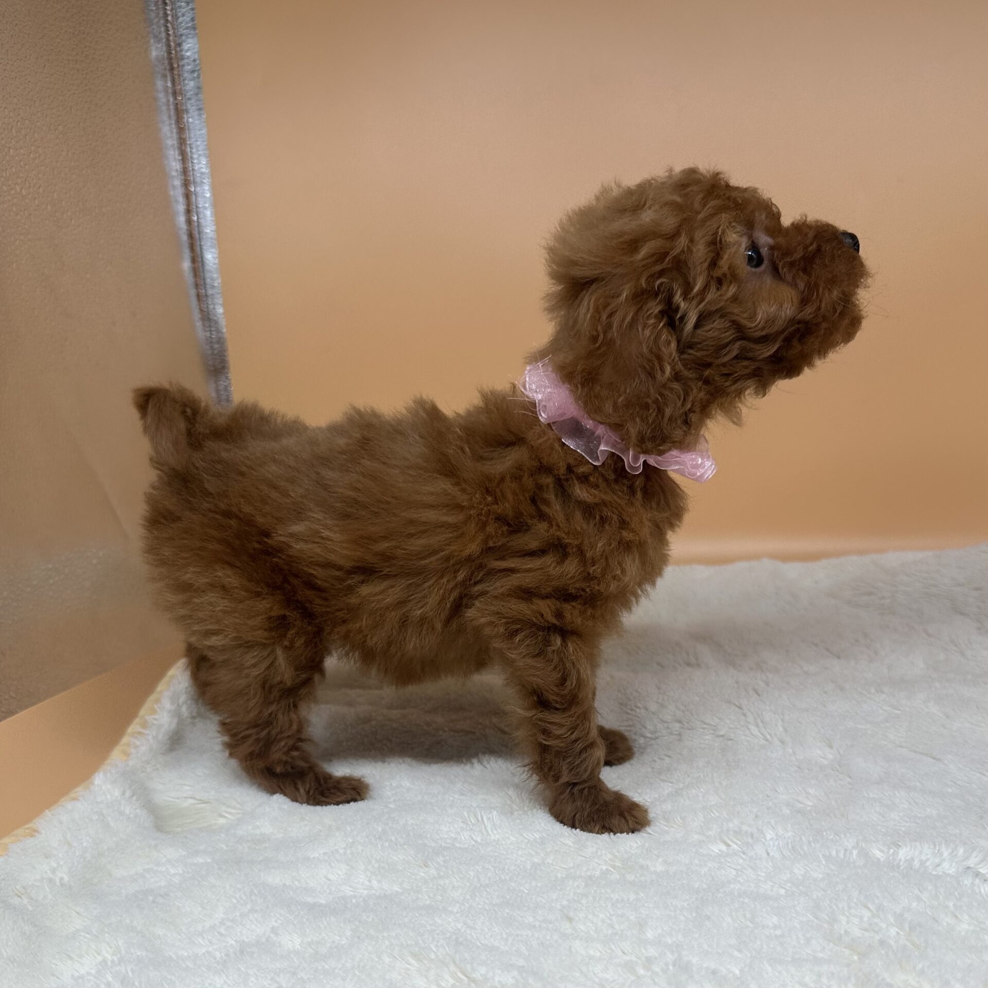 トイ・プードル | ペットフォレスト