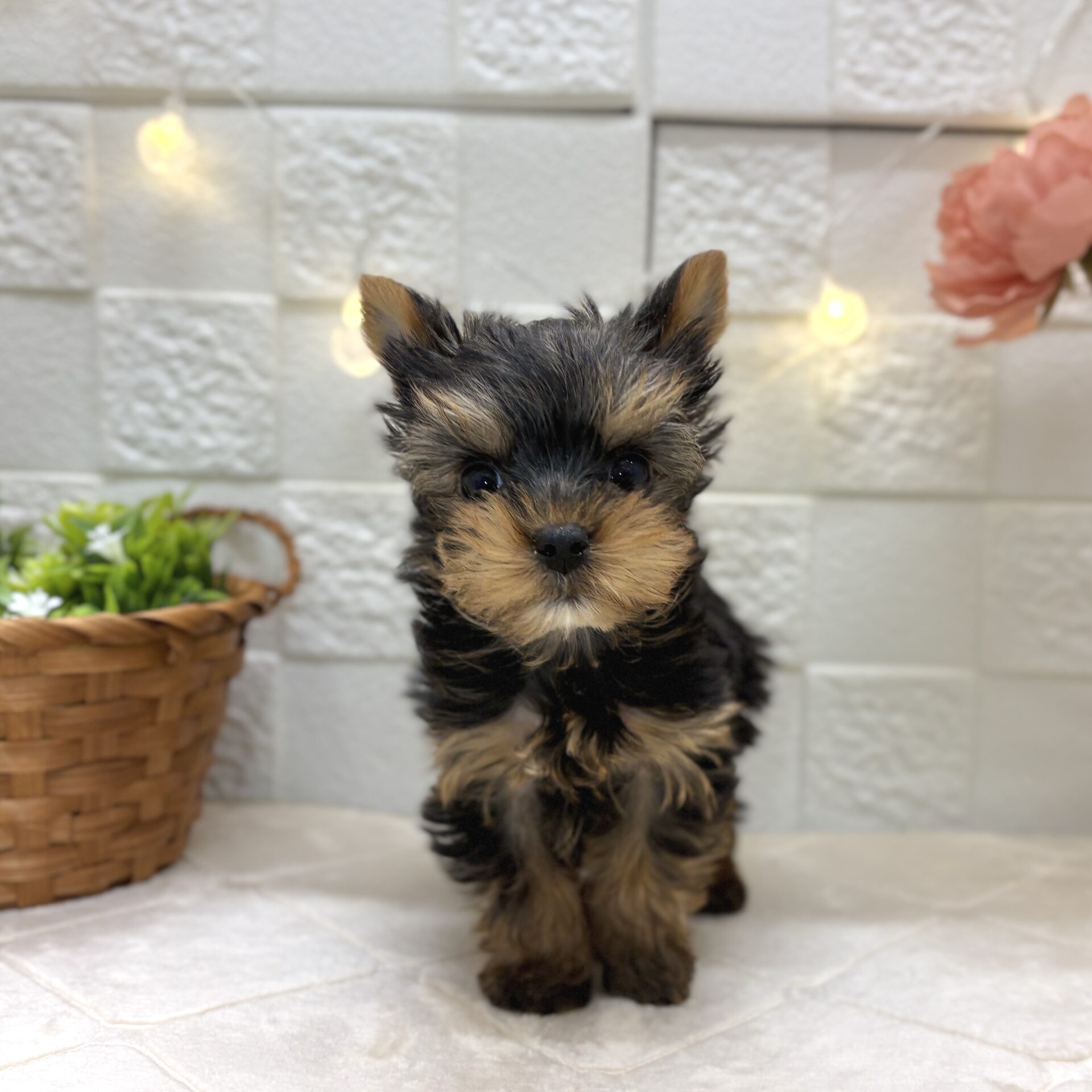 ヨークシャーテリア | ペットフォレスト